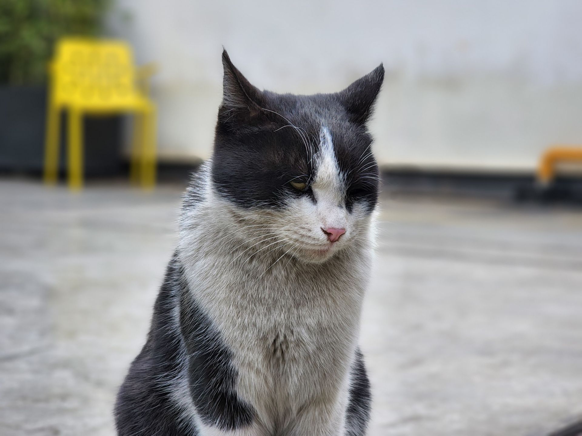 عکس پرتره از گربه