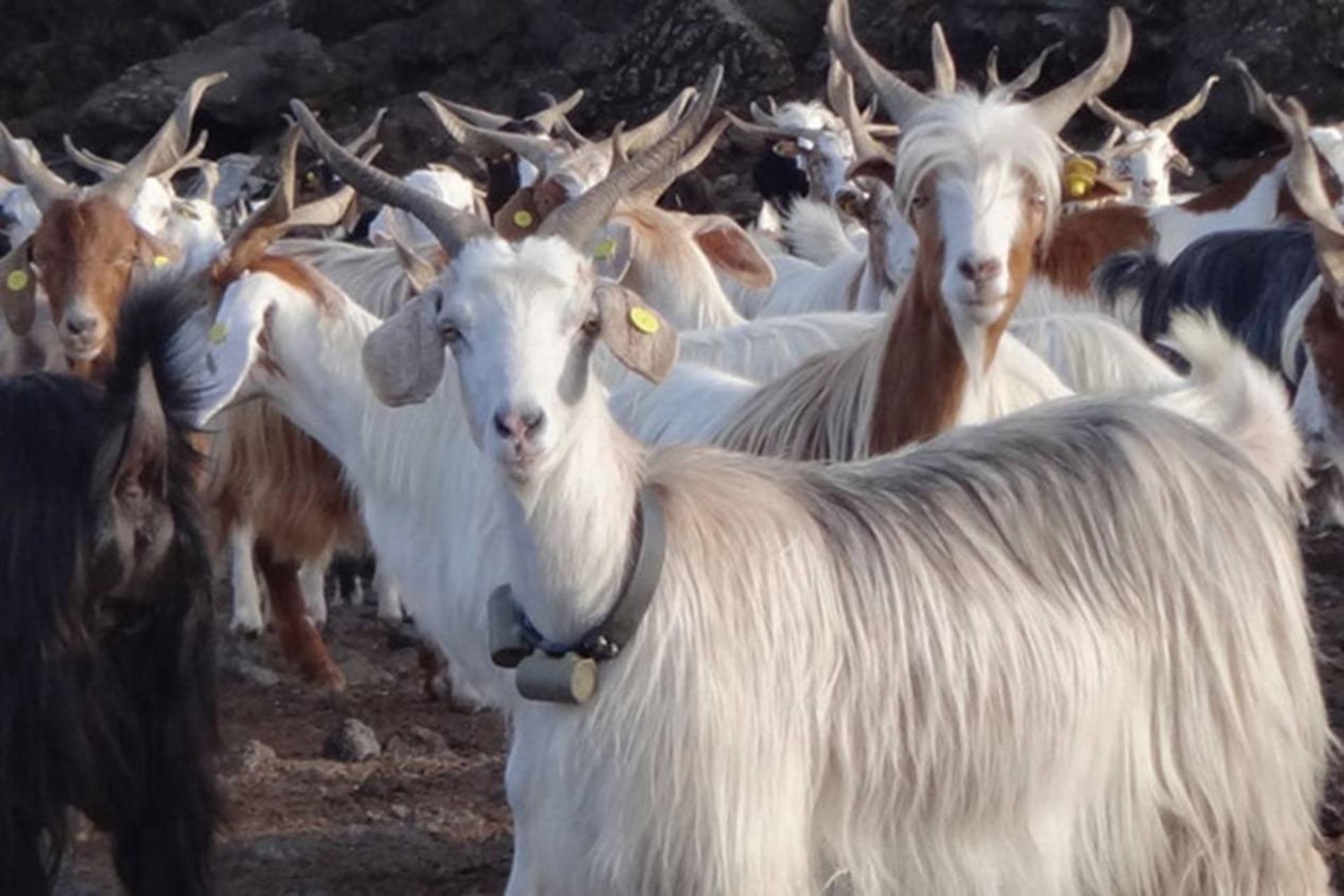 حیواناتی که بلایای طبیعی را تشخیص می‌دهند