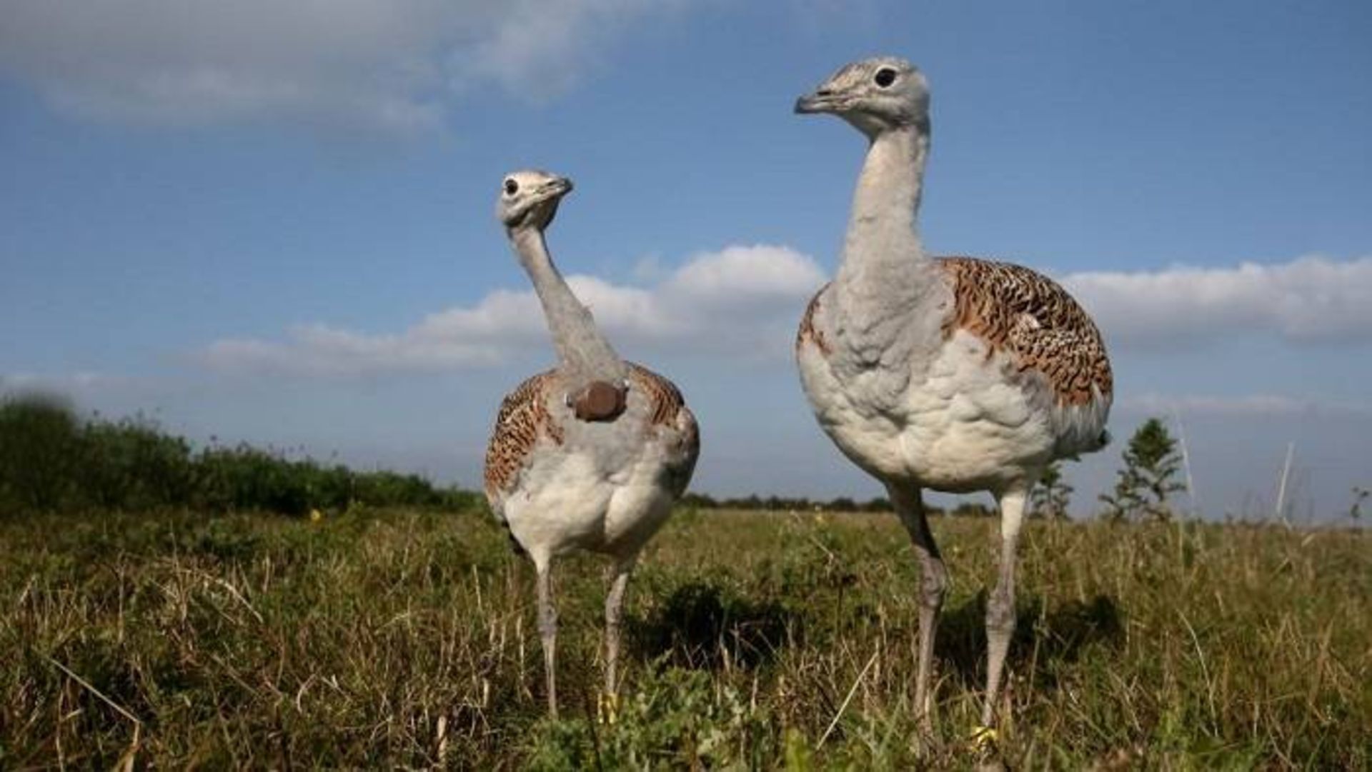 میش‌ مرغ / Great bustards