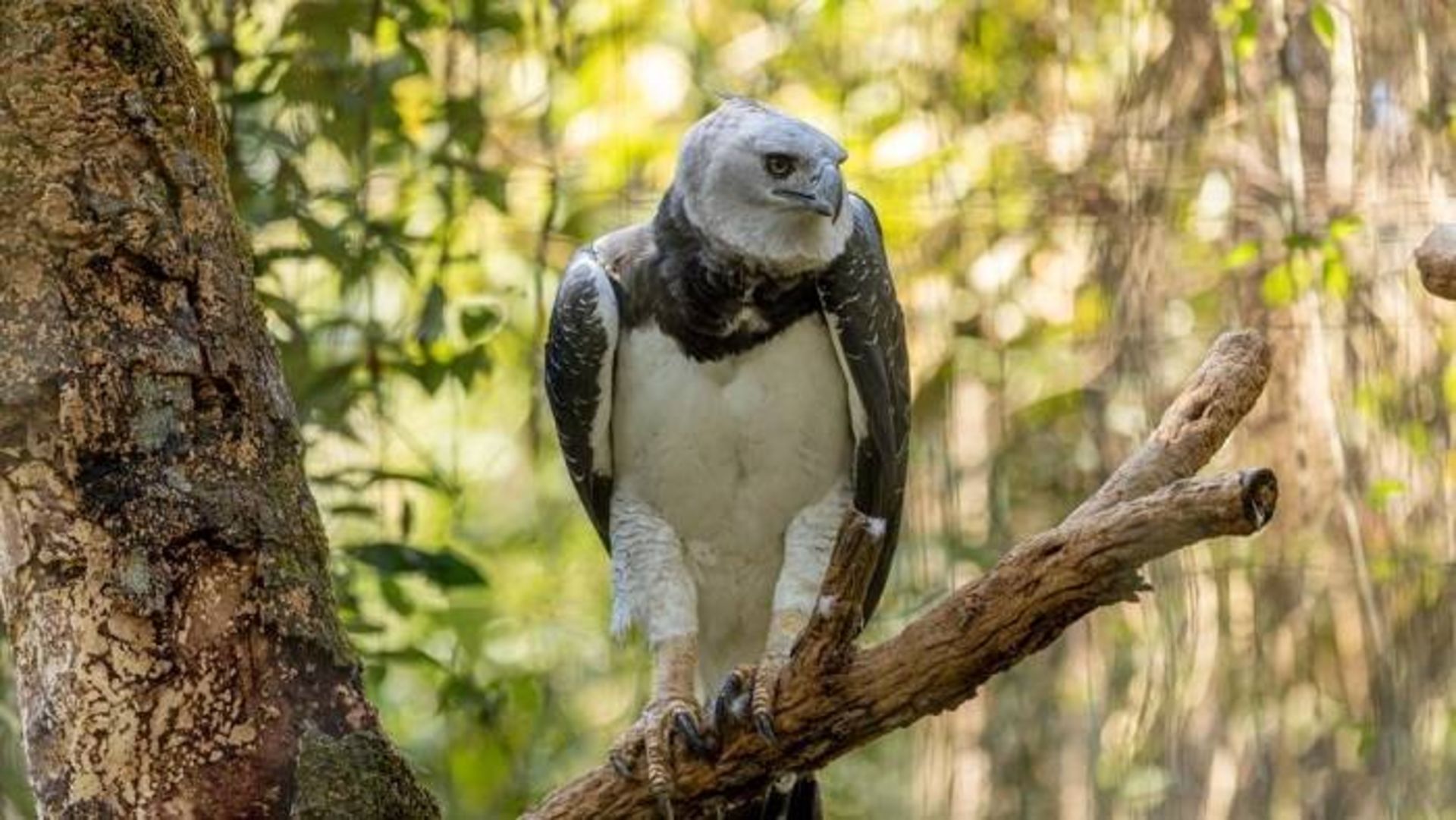 عقاب‌ هارپی / harpy eagle