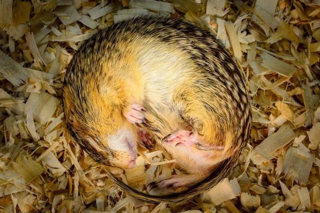 سنجاب زمینی پلنگی در خواب زمستانی / ground squirrel