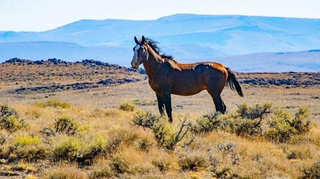 اسب / horse 
