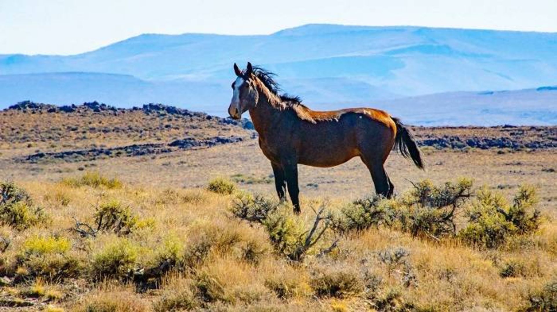 اسب / horse 