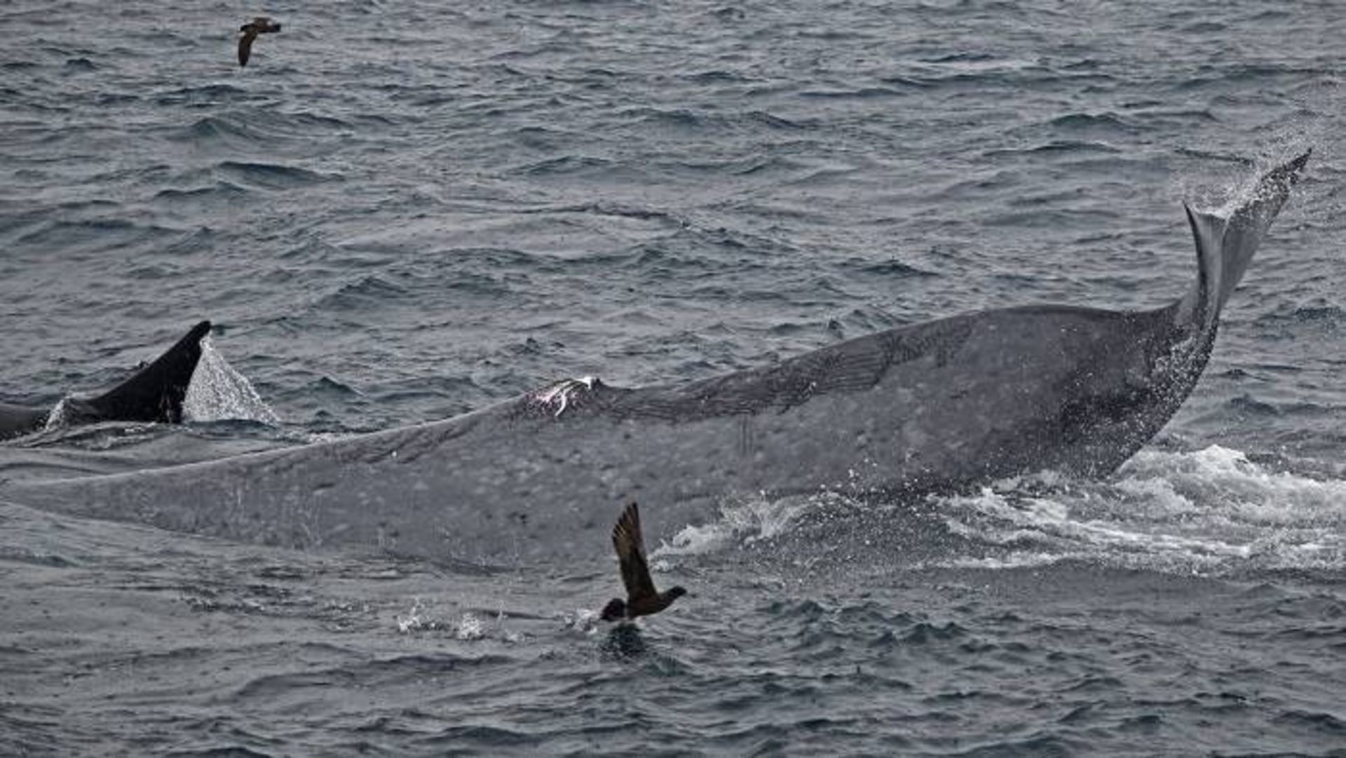 دم زخمی نهنگ آبی / injured tail of blue whale