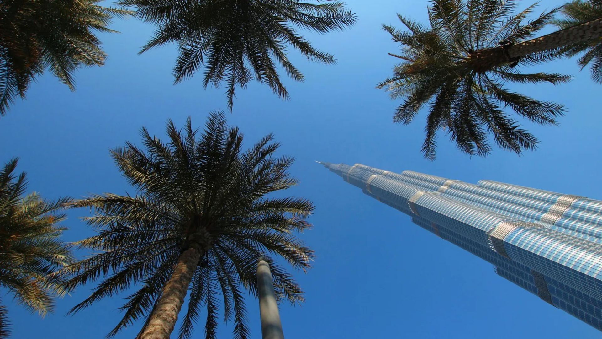 برج خلیفه دبی و درختان نخل