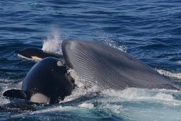 نهنگ‌های قاتل برای اولین‌ بار حین شکار نهنگ‌های آبی دیده شدند