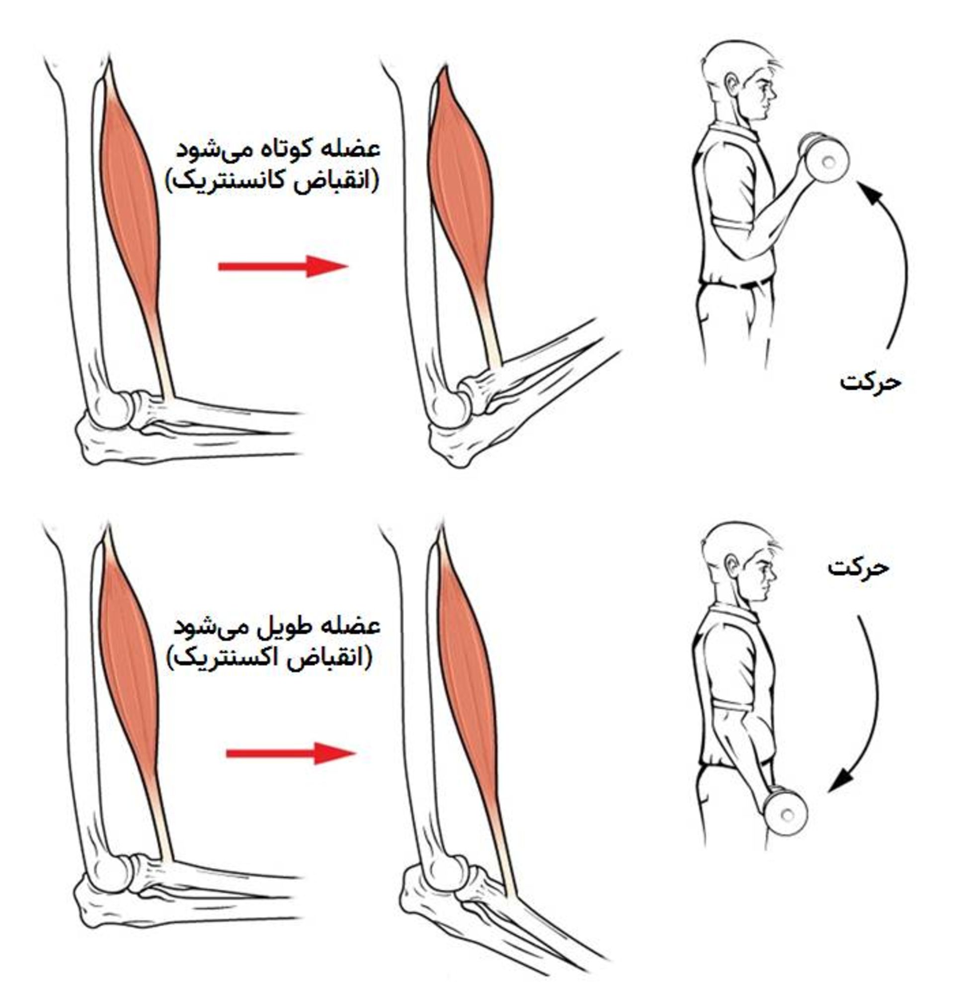انقباض عضله / contraction
