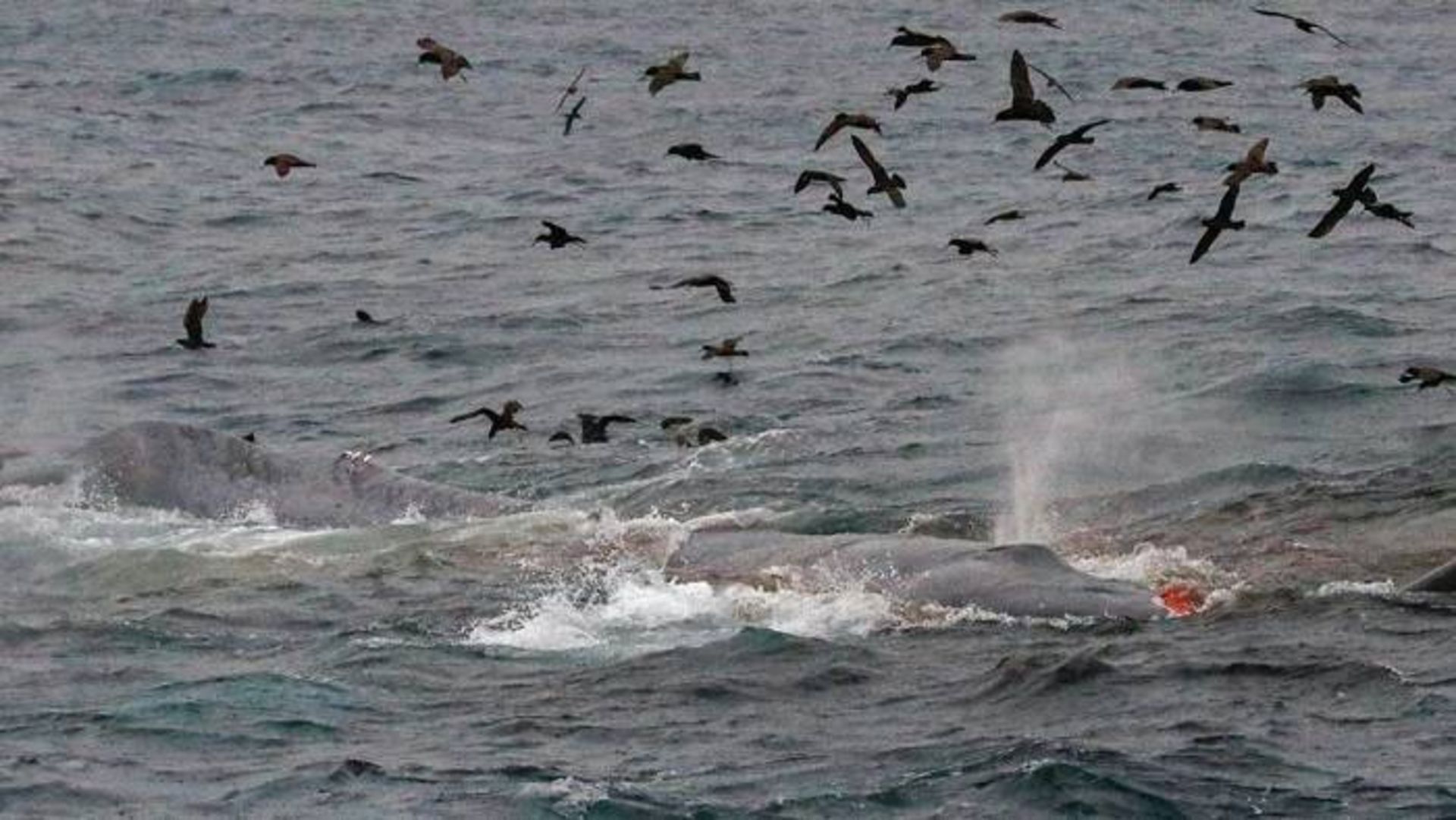 حمله ارکاها یا نهنگ های قاتل به نهنگ آبی در سواحل استرالیا / Orcas attack blue whale
