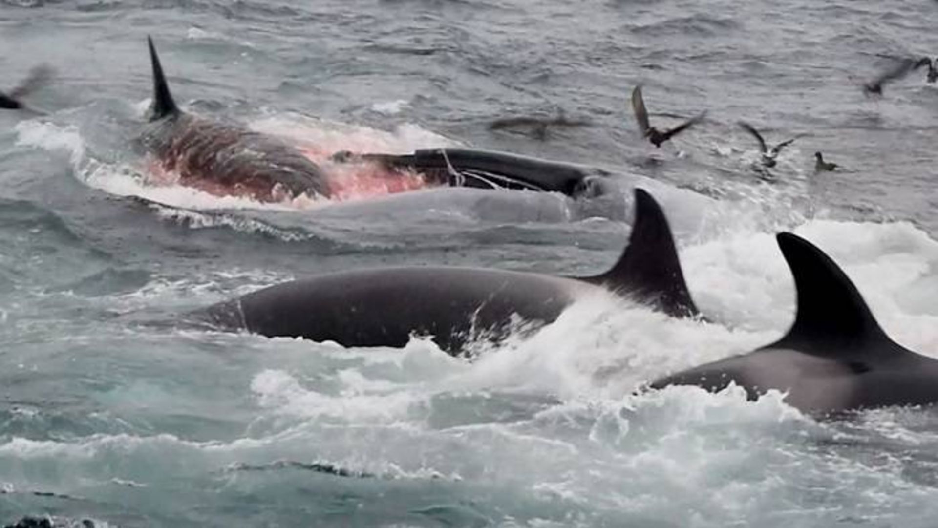 حمله ارکا یا نهنگ قاتل به نهنگ آبی / Orcas attack blue whale