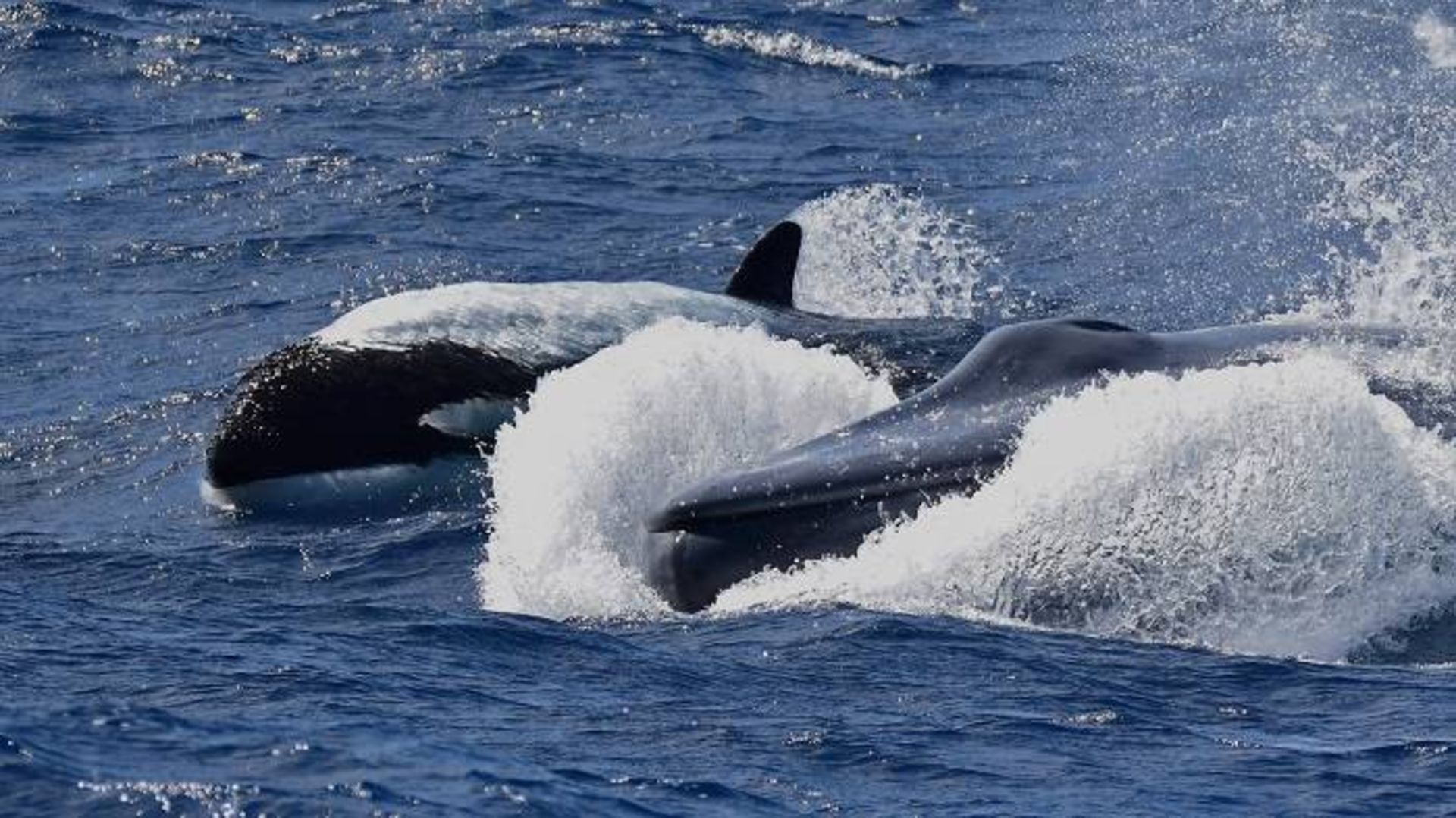 نهنگ قاتل در حال تعقیب نهنگ آبی / Orcas chased blue whale