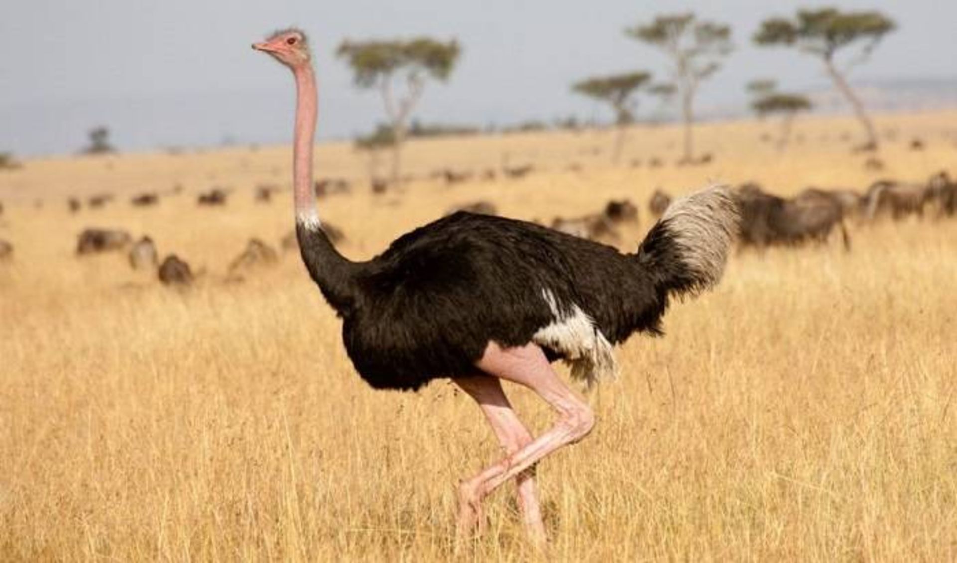 شترمرغ / ostrich