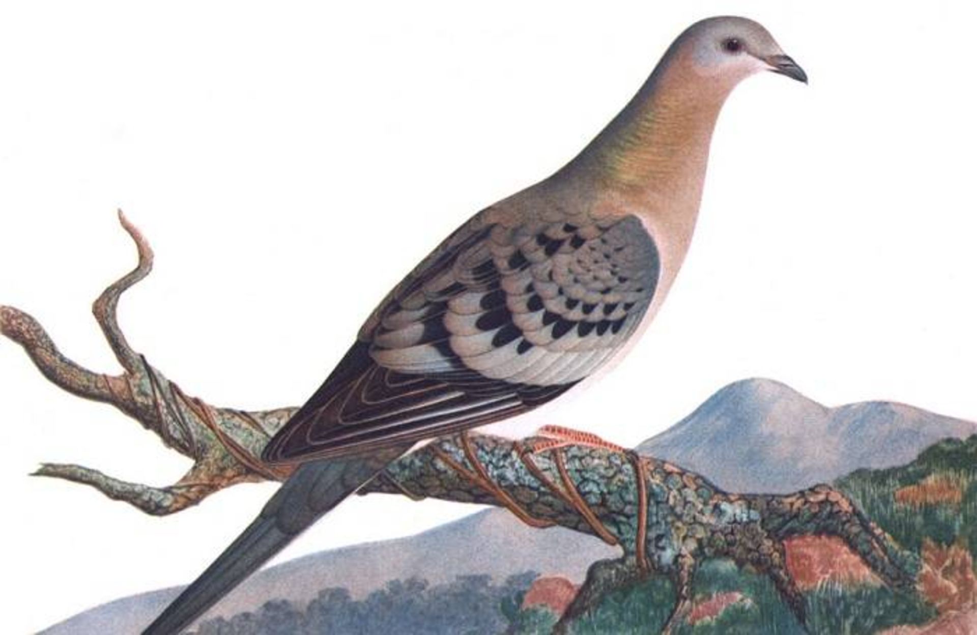 کبوتر وحشی آمریکای شمالی / passenger pigeon