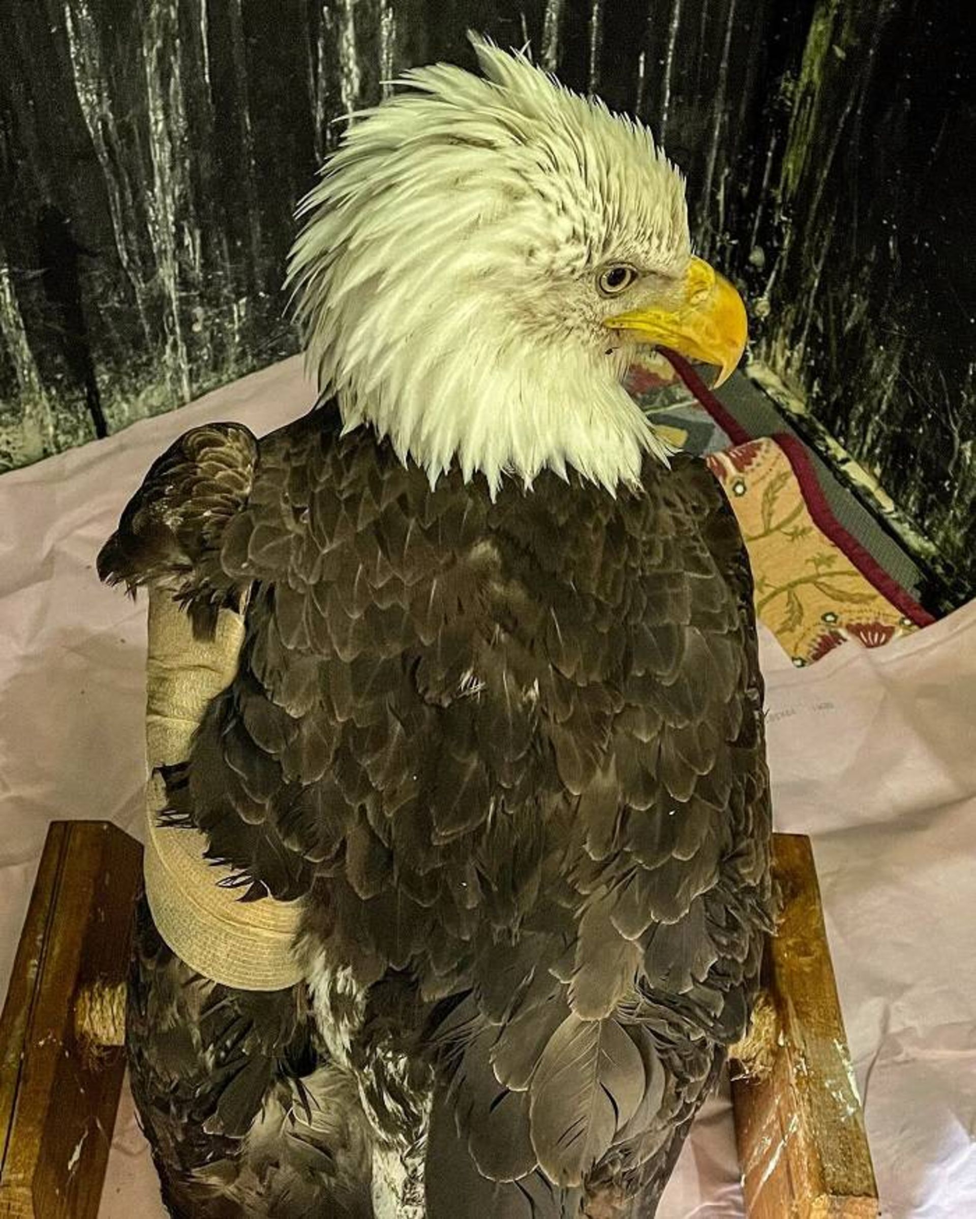 عقاب سر سفید / bald eagle