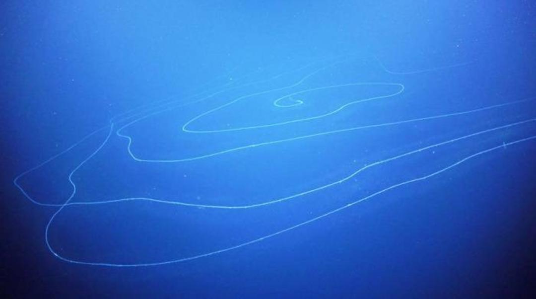 سیفونوفور / siphonophore