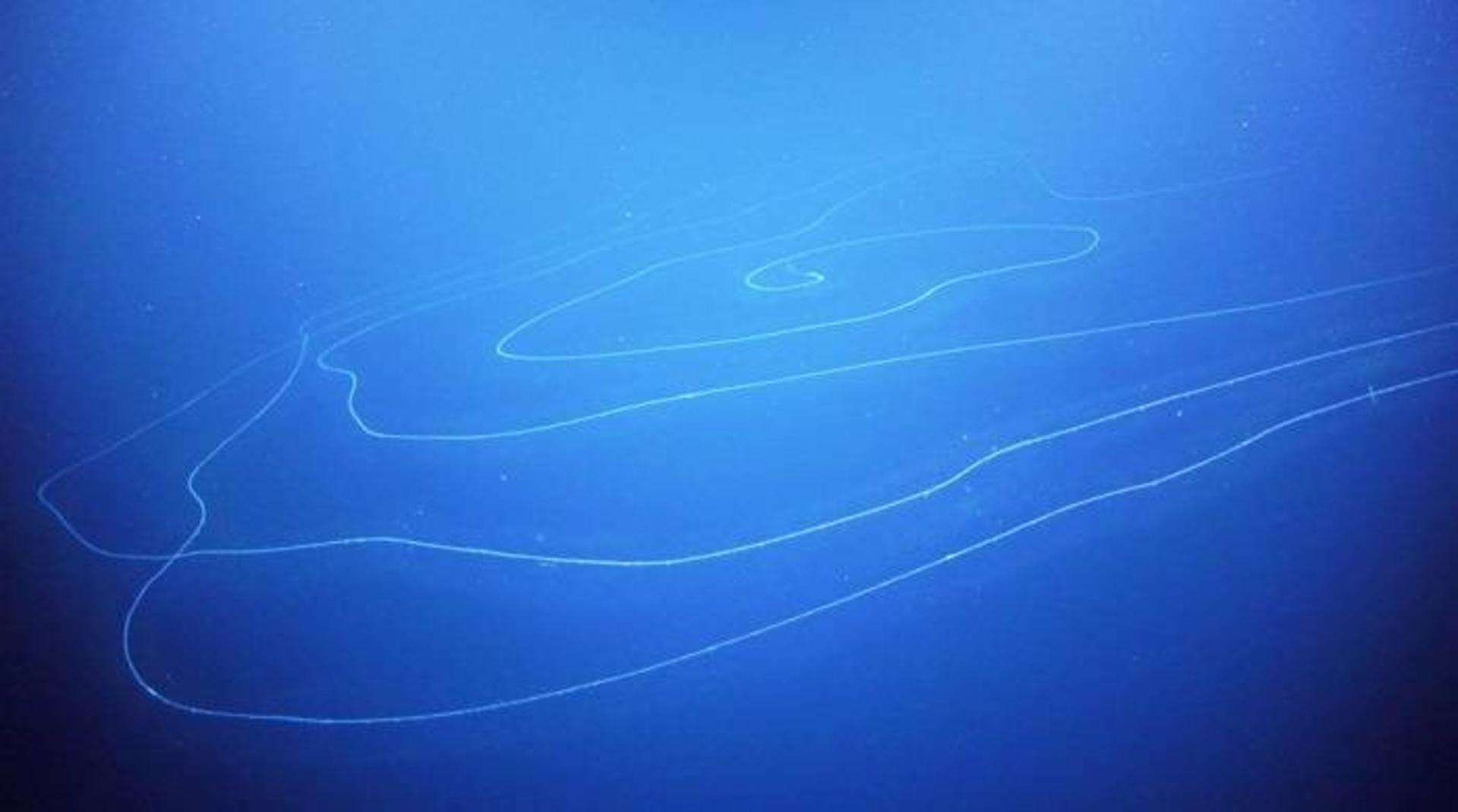سیفونوفور / siphonophore