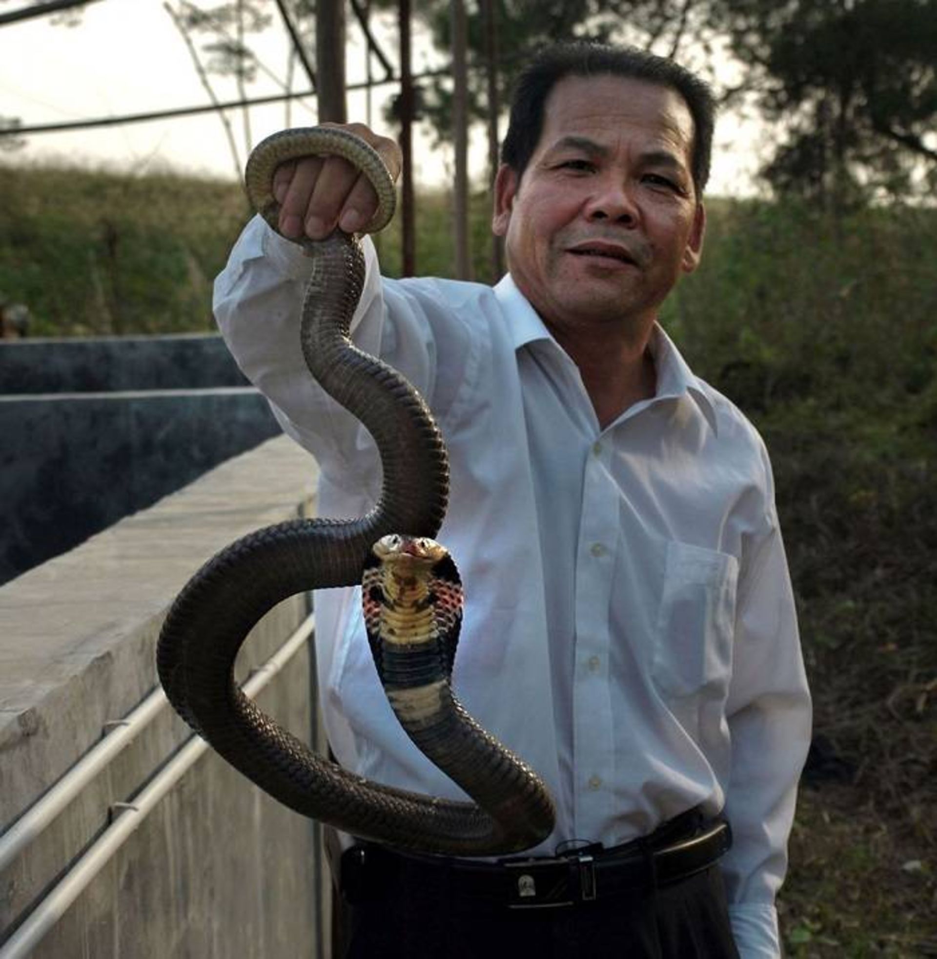 مار / snake