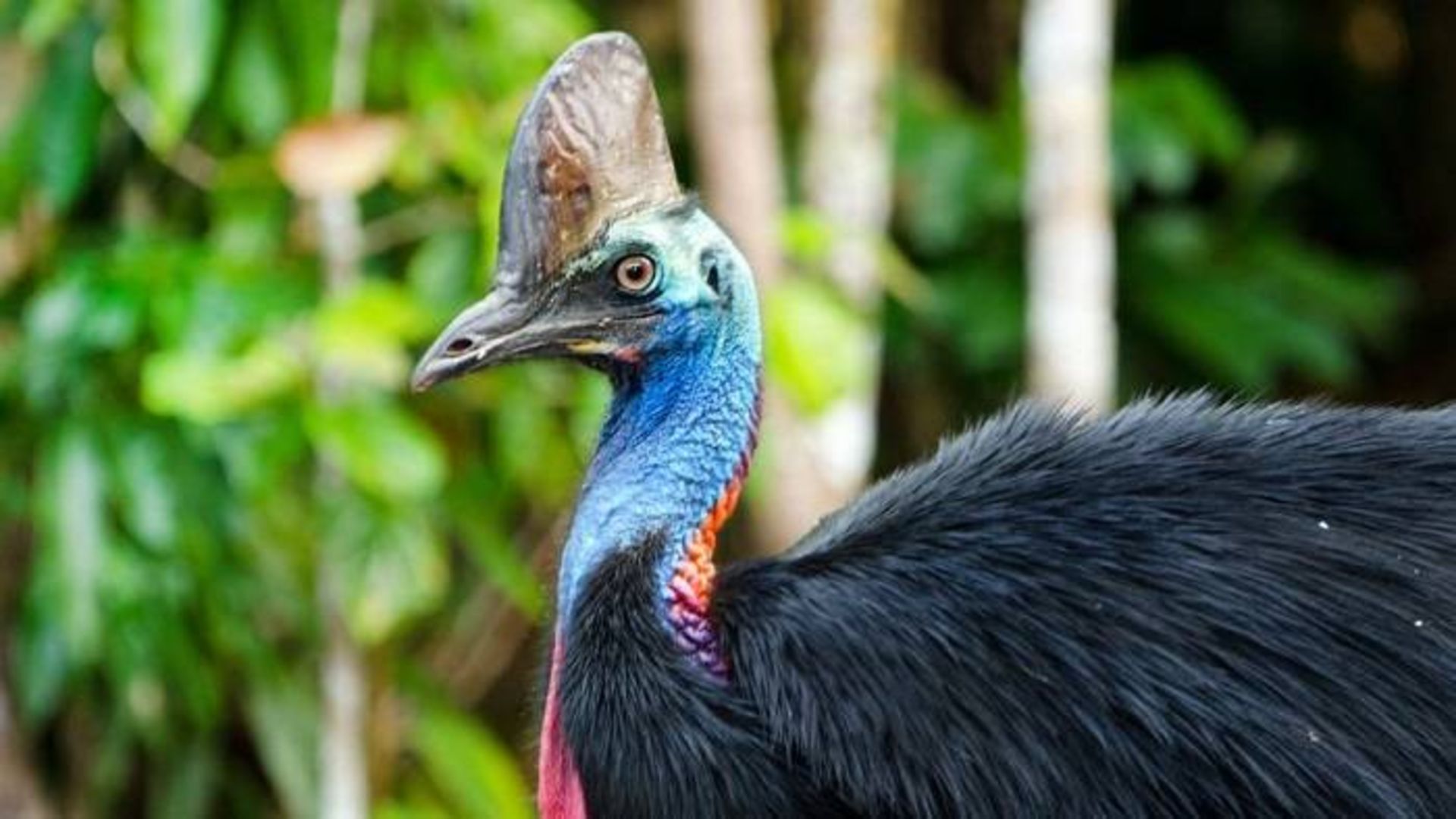 کاساواری یا شترمرغ شاخدار / cassowary