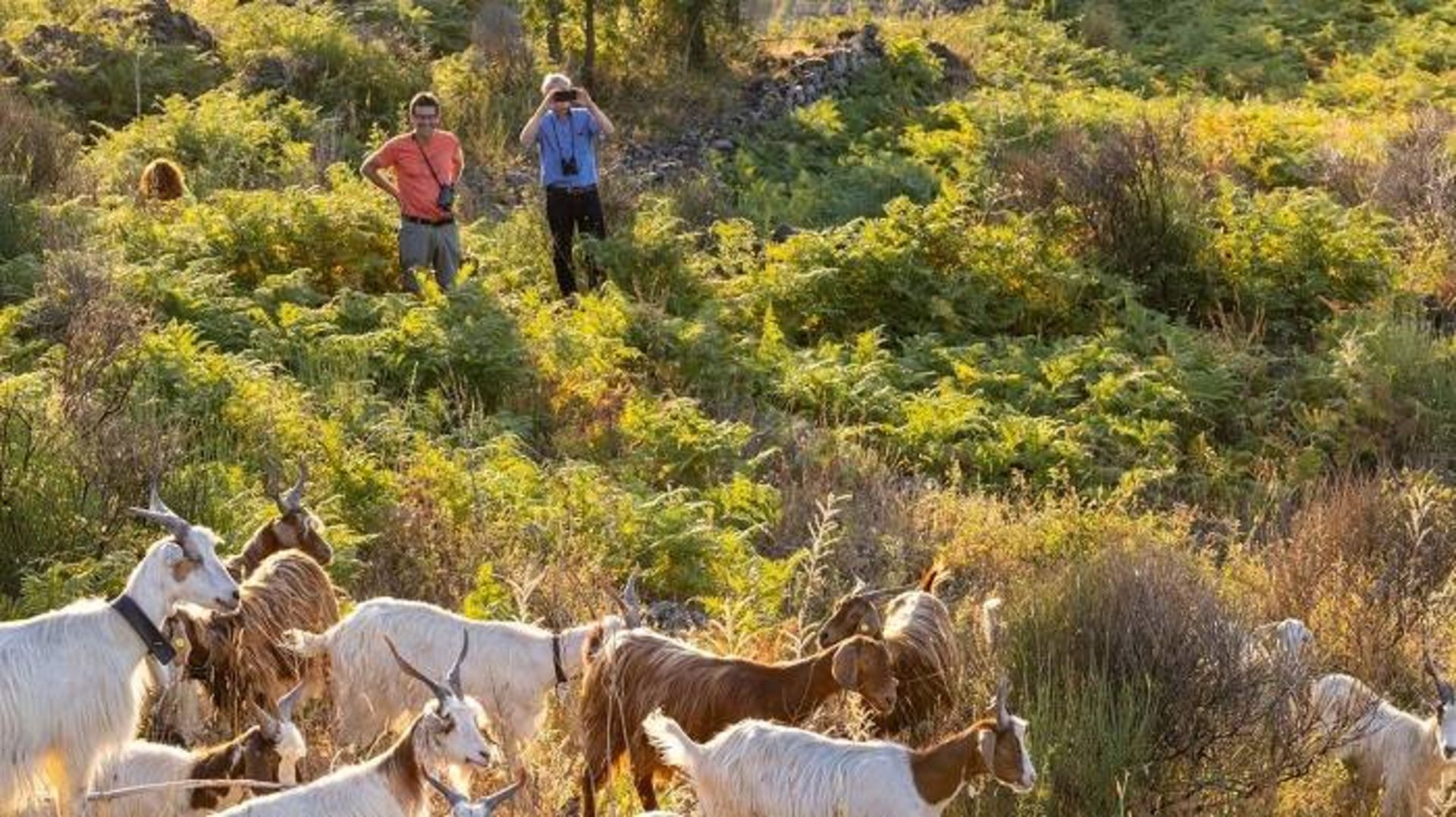 بزهای علامت گذاری شده / goats