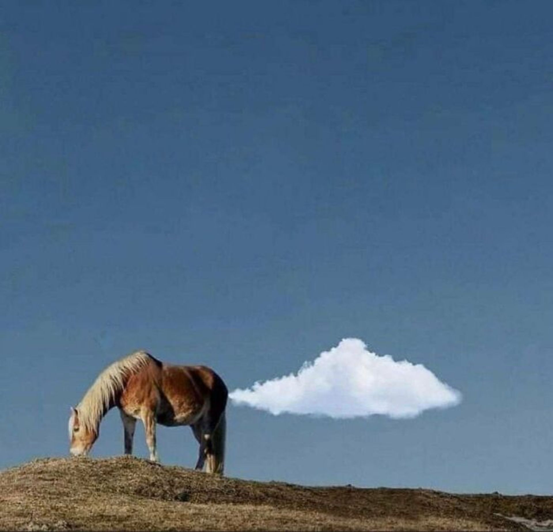 بنیاد عکاسان خیابانی