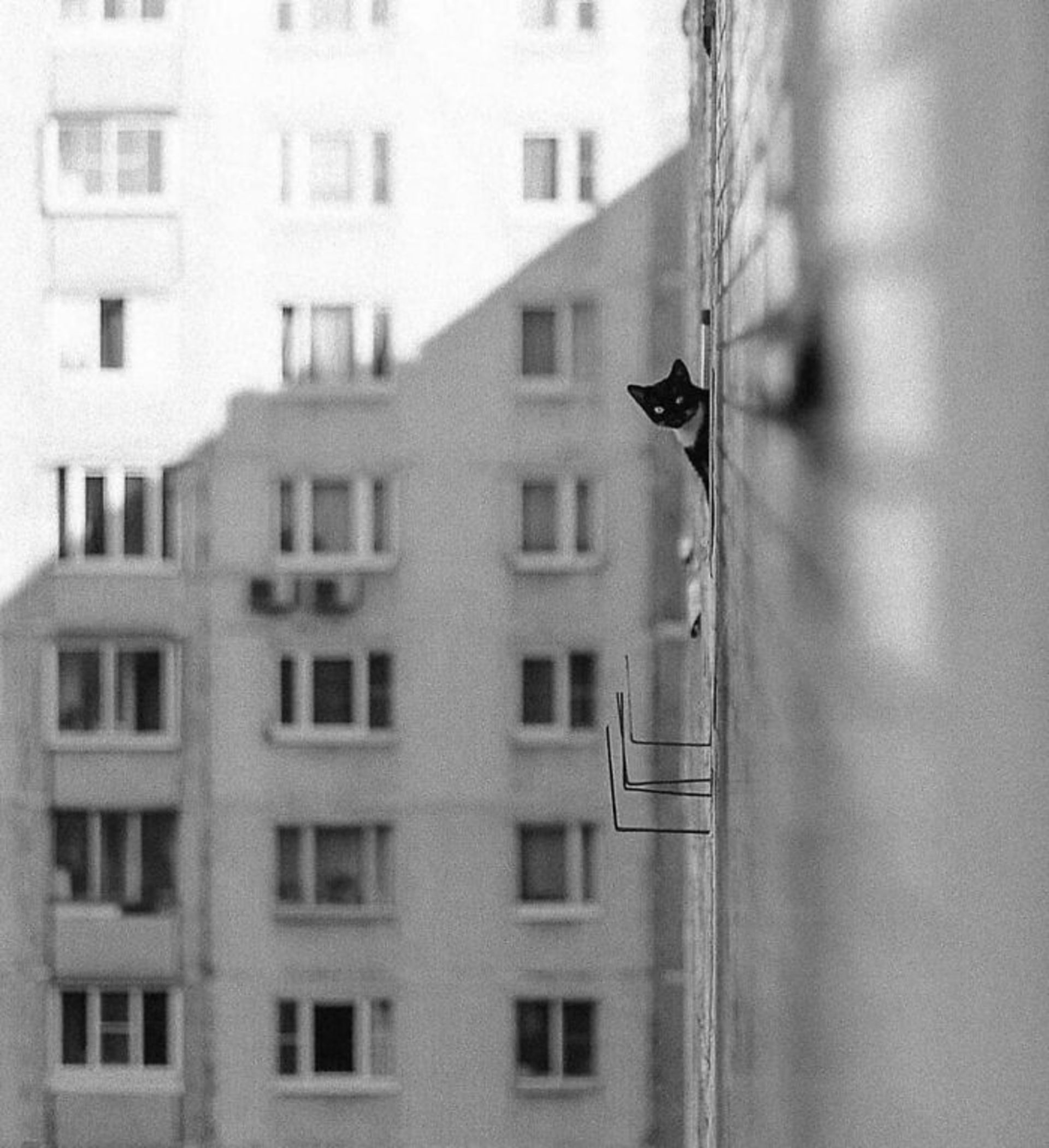 بنیاد عکاسان خیابانی