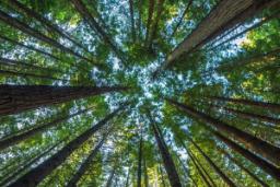 بیش از ۹۰۰۰ گونه درخت هنوز کشف نشده‌اند