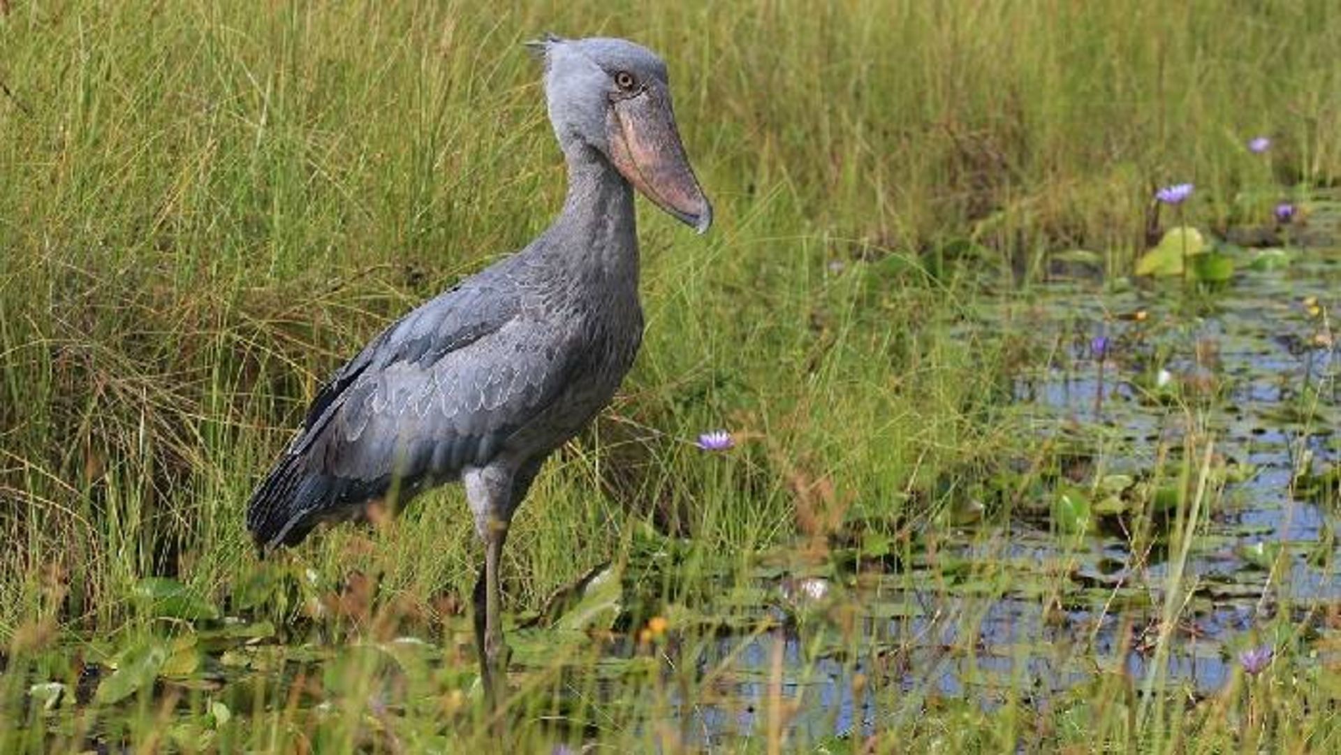 لک‌ لک نیل یا نوک‌ کفشی / shoebill