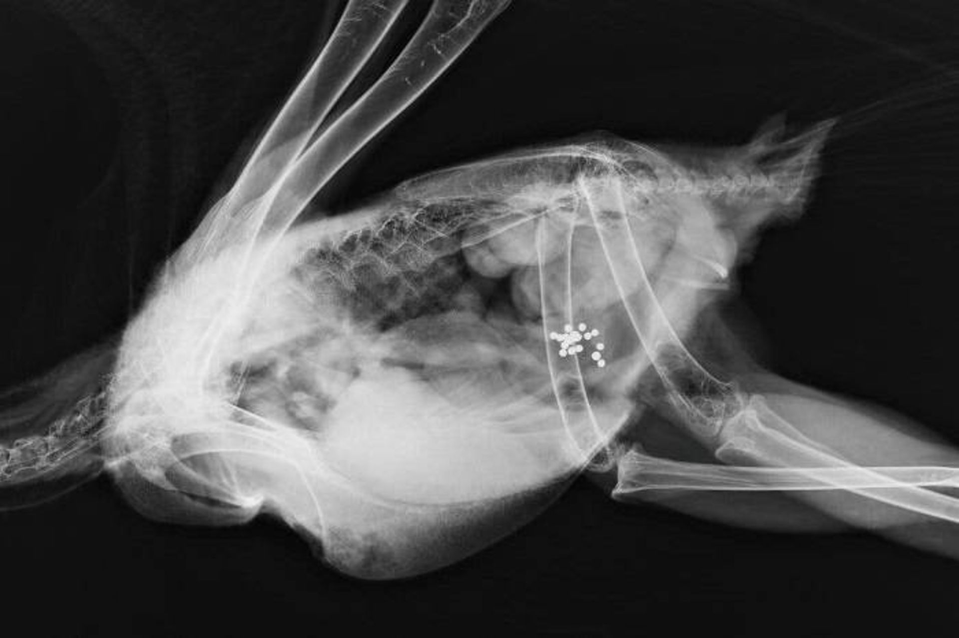 تصویر اشعه ایکس عقاب سر سفید / X-ray of bald eagle 