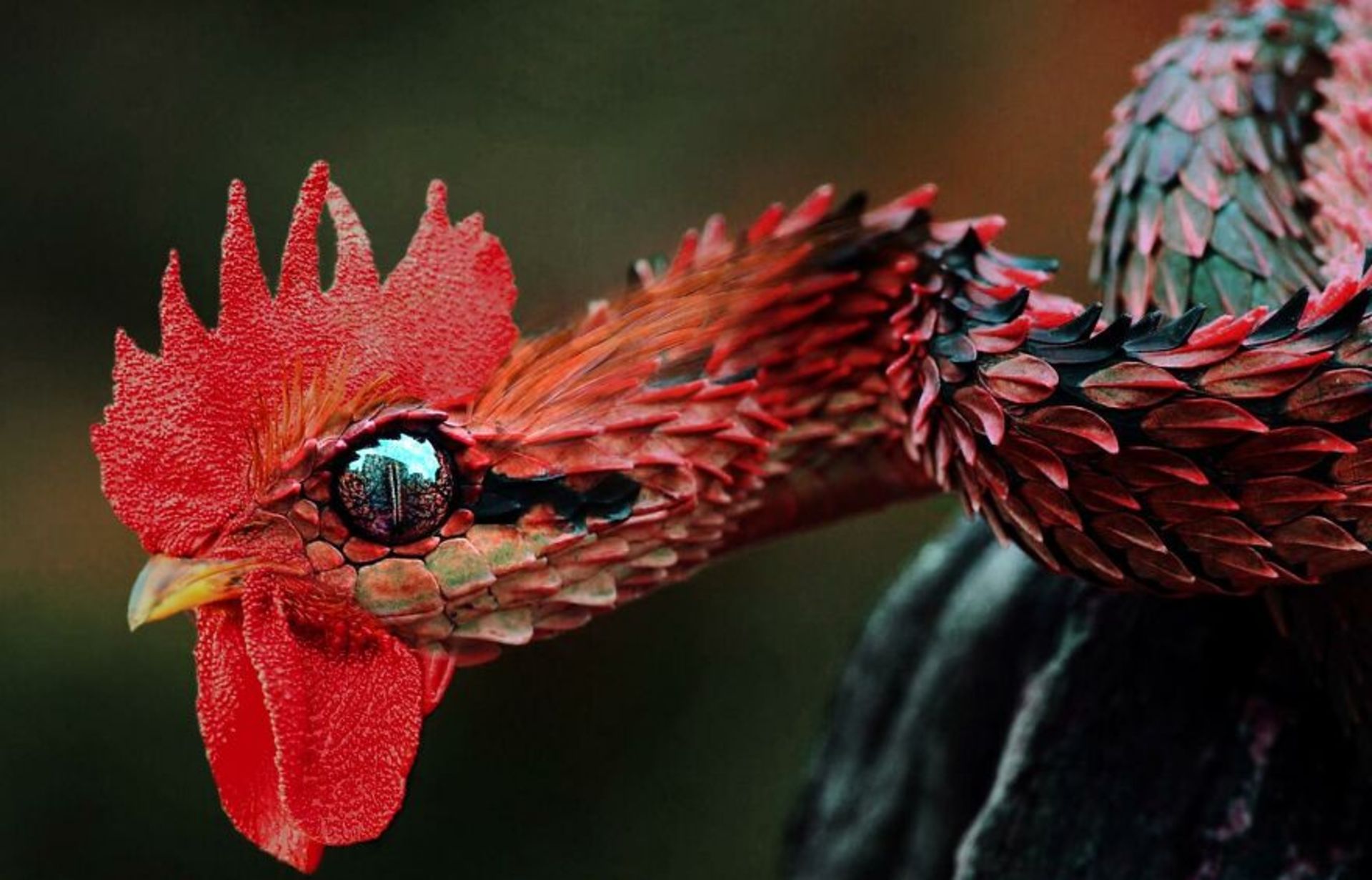 حیوانات هیبریدی