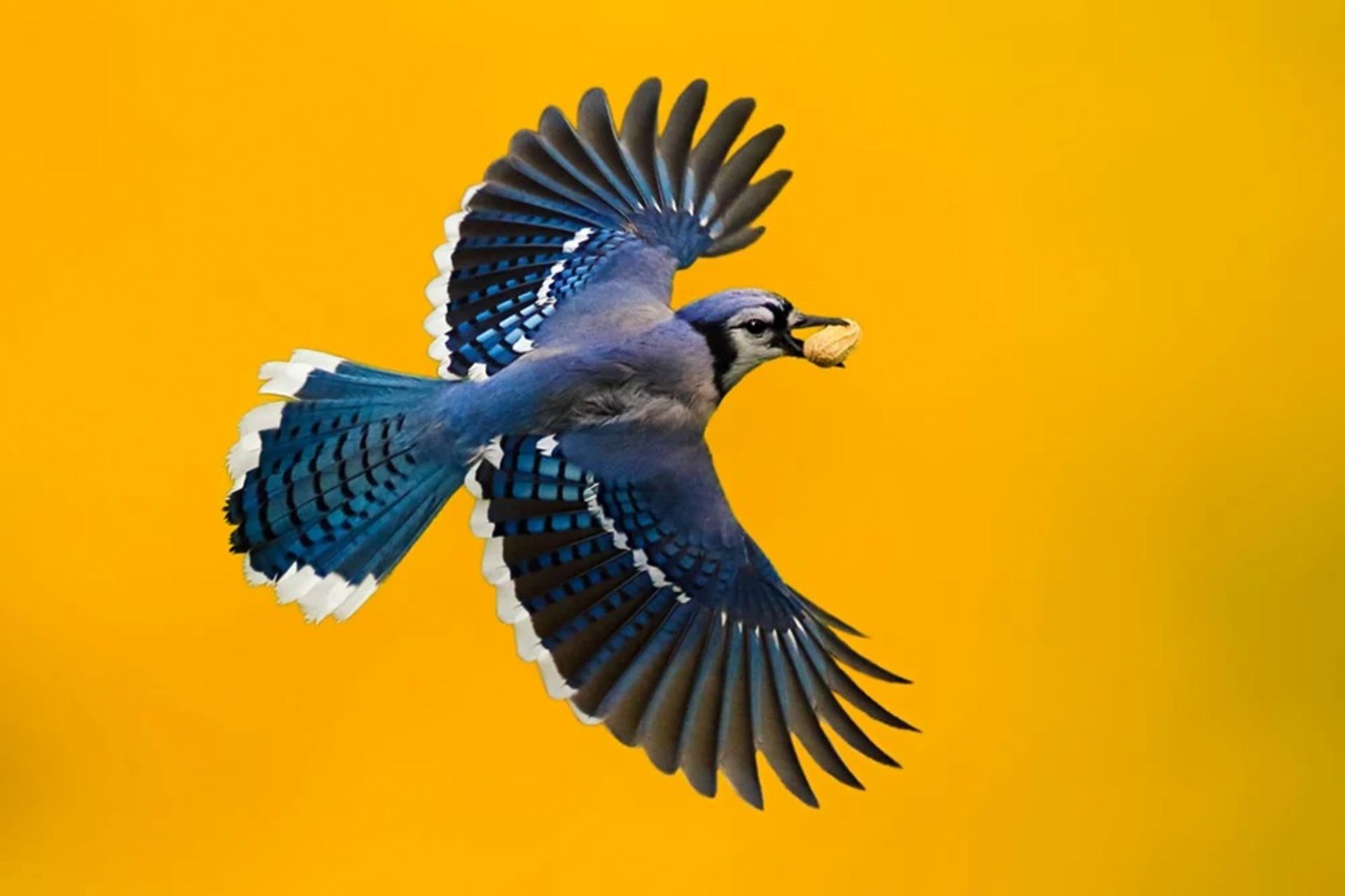 پرندگان زیبا/