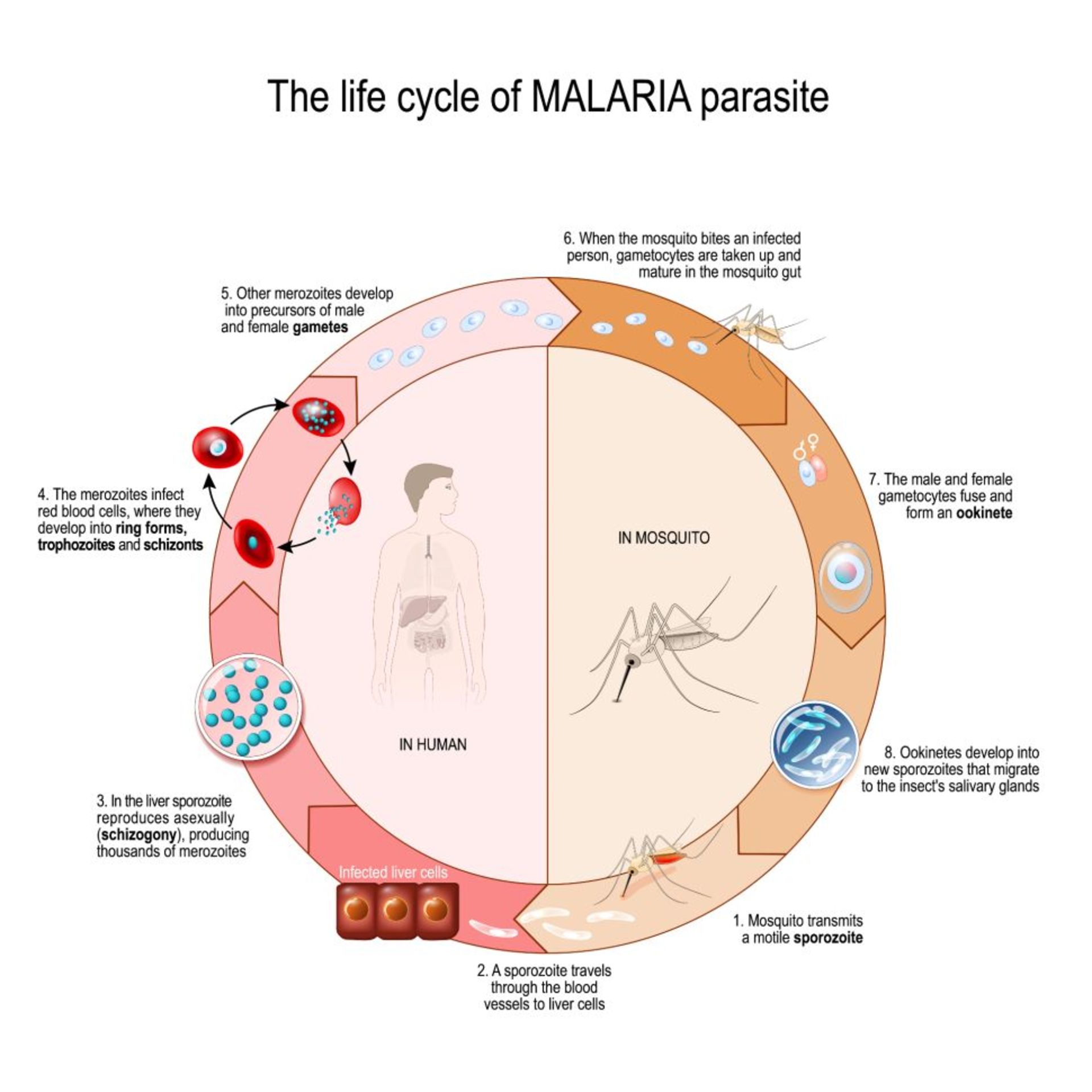 Malaria Parasite