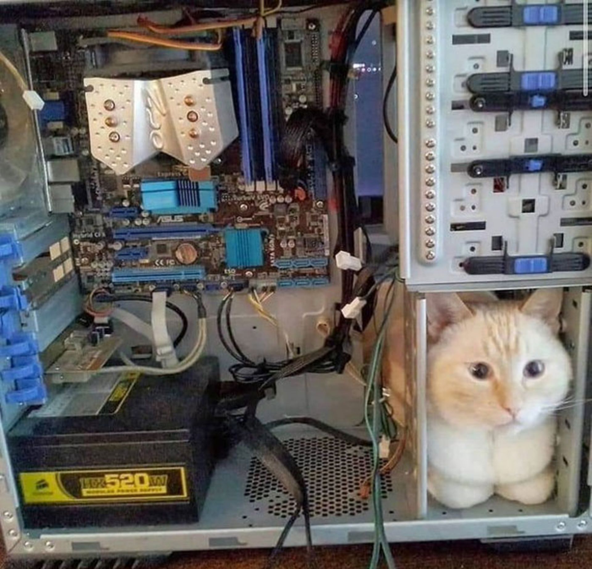 گربه در کیس کامپیوتر