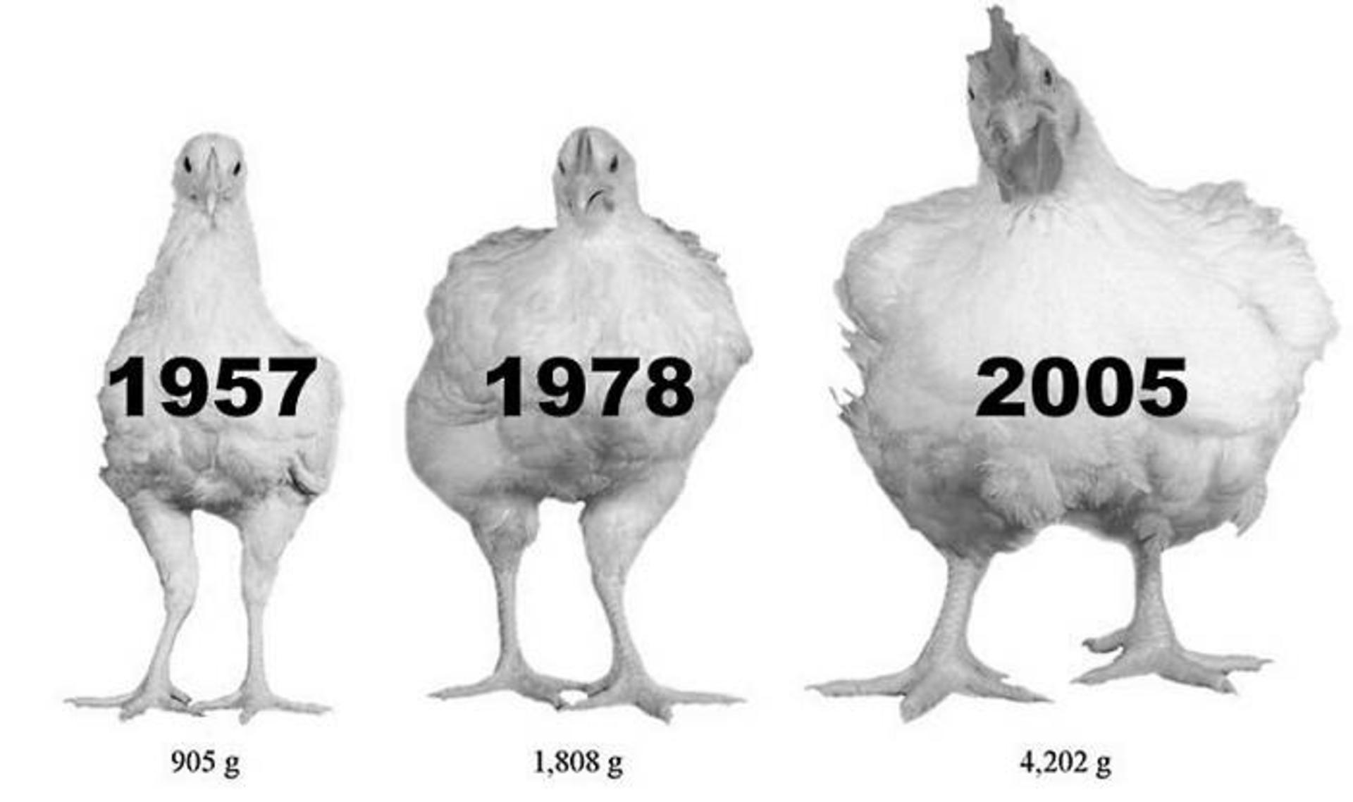 مرغ / chickens