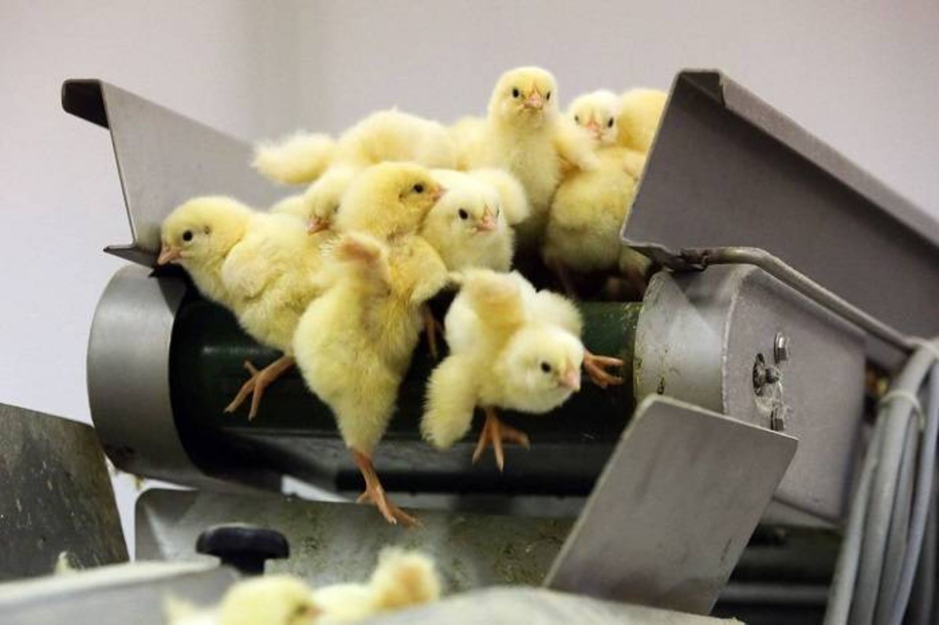 جوجه ها / chicks