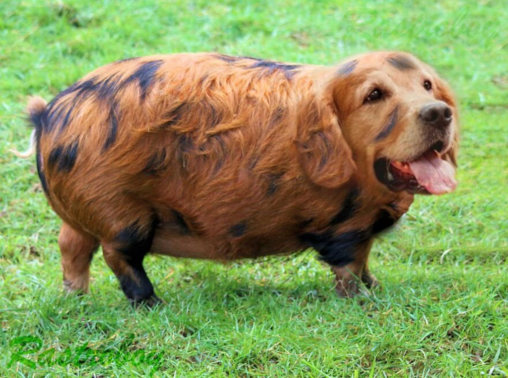 حیوانات هیبریدی