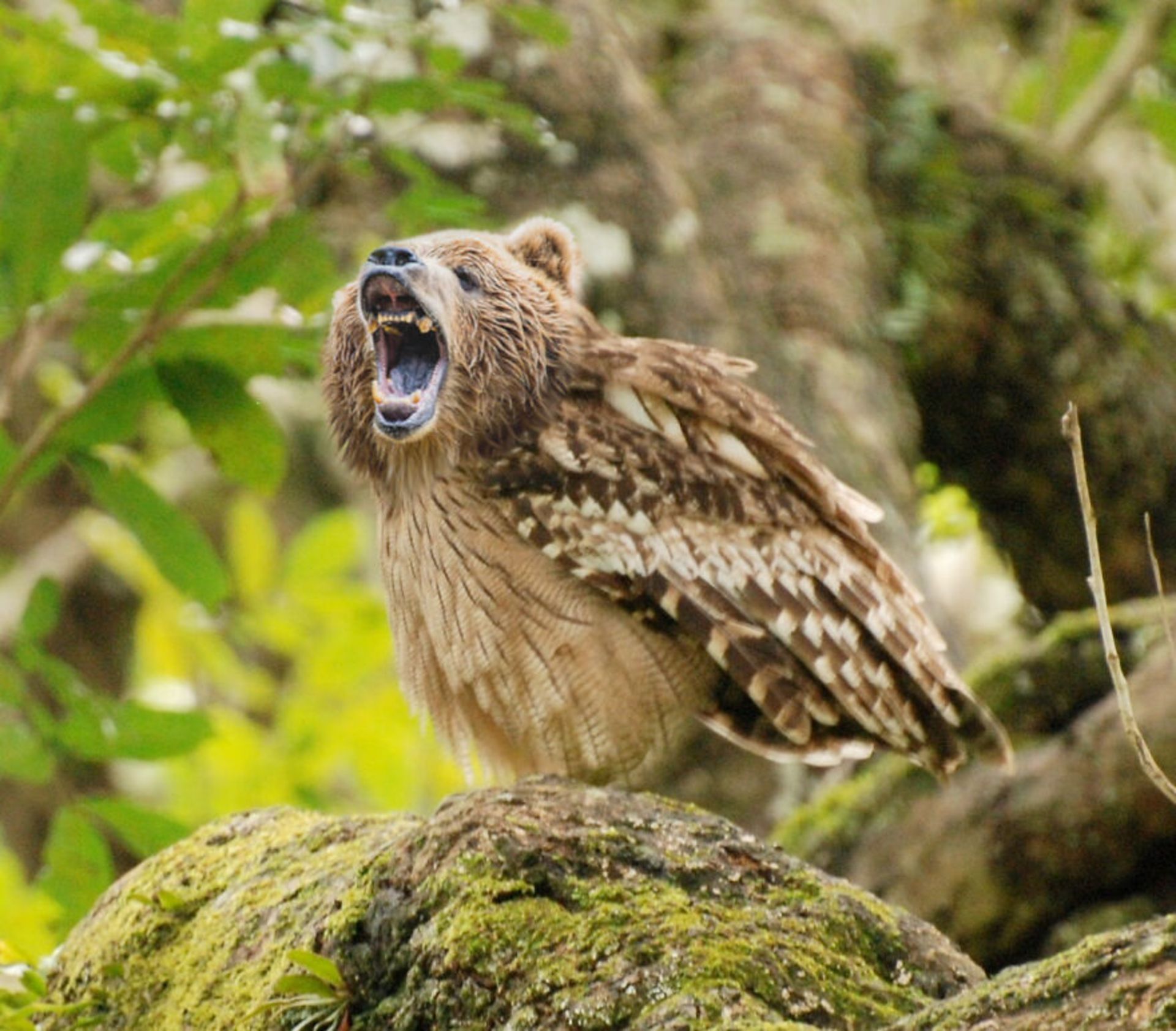 حیوانات هیبریدی