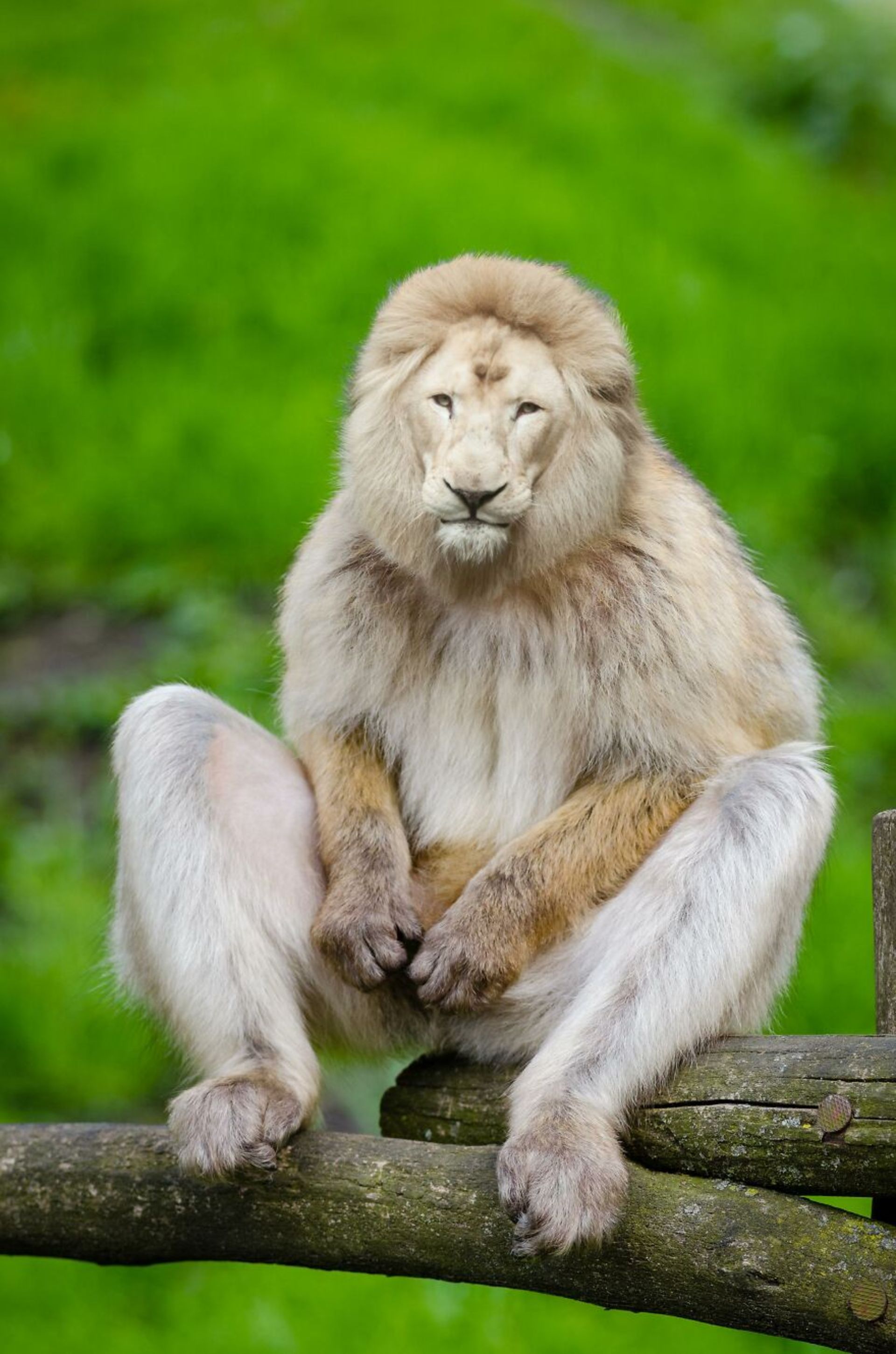 حیوانات هیبریدی