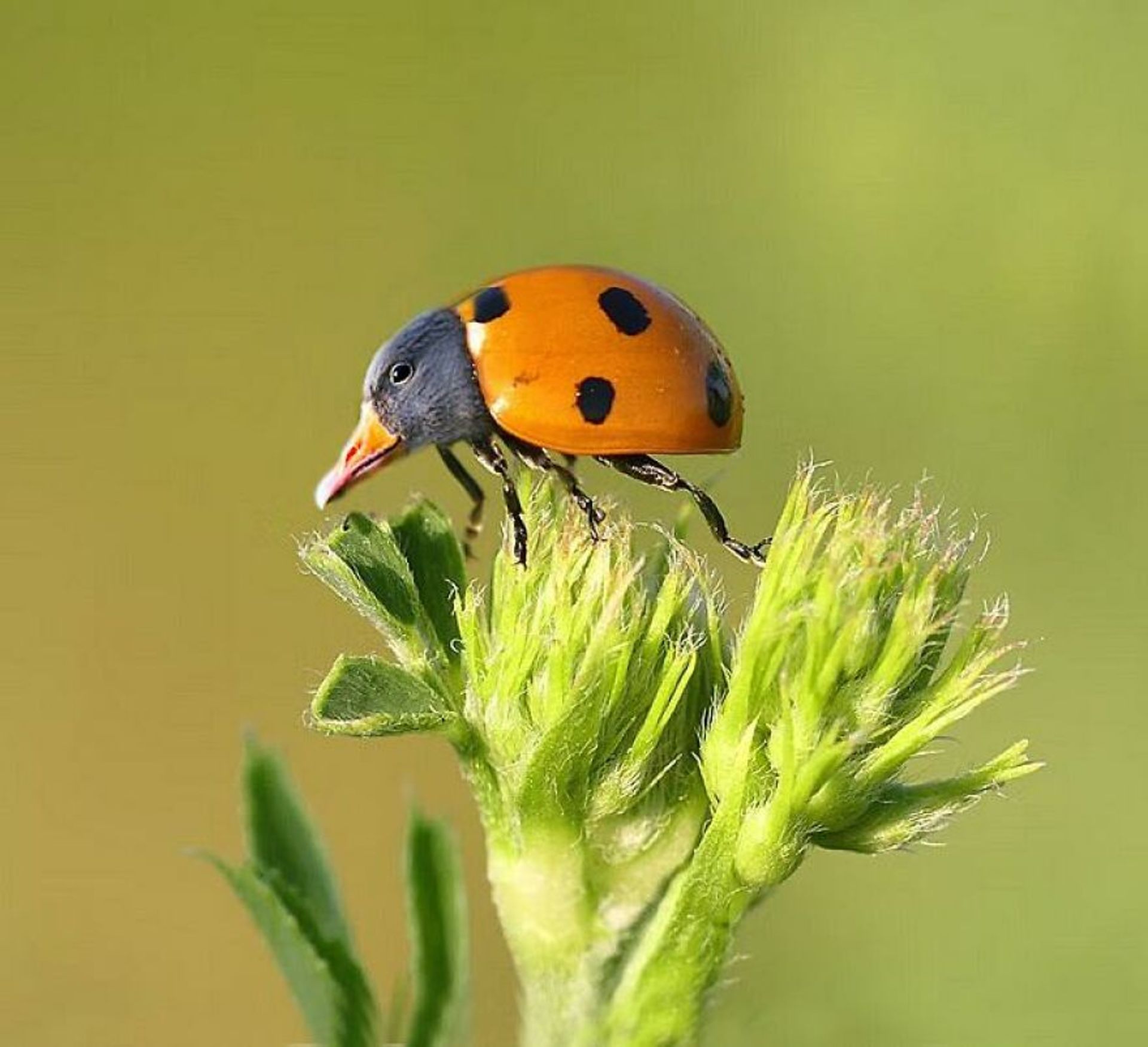 حیوانات هیبریدی