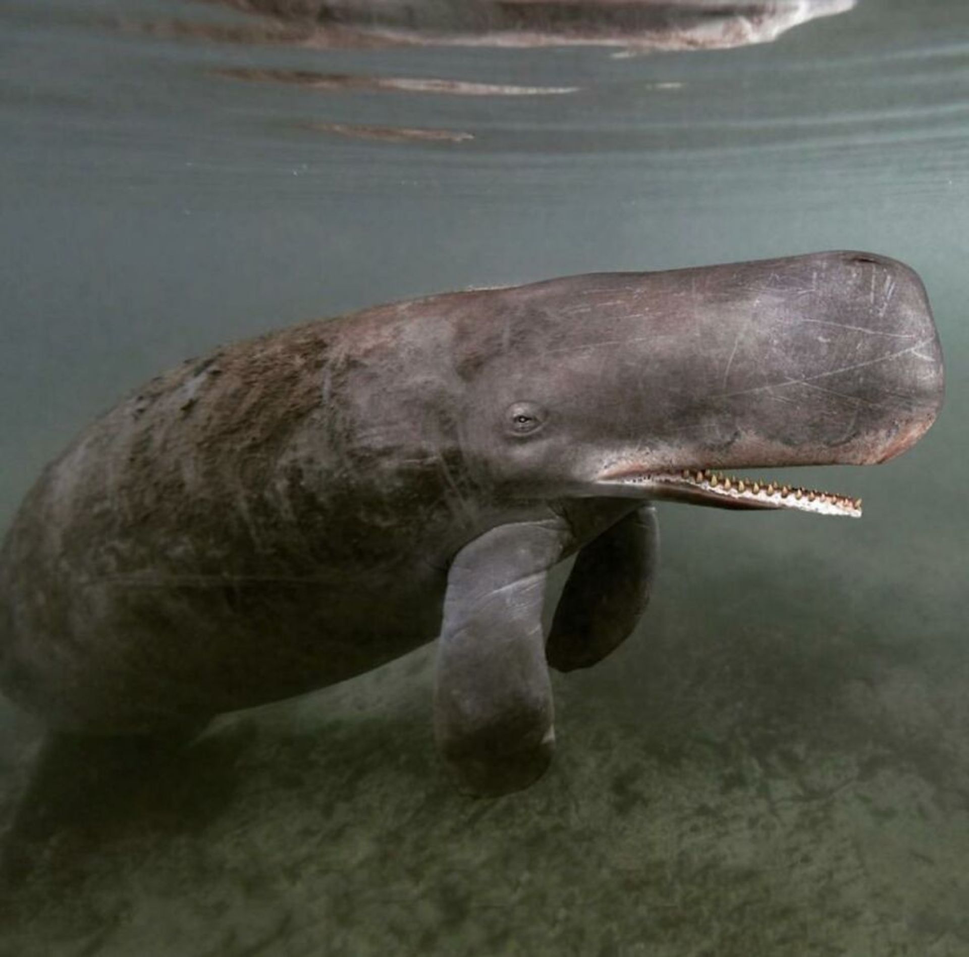 حیوانات هیبریدی