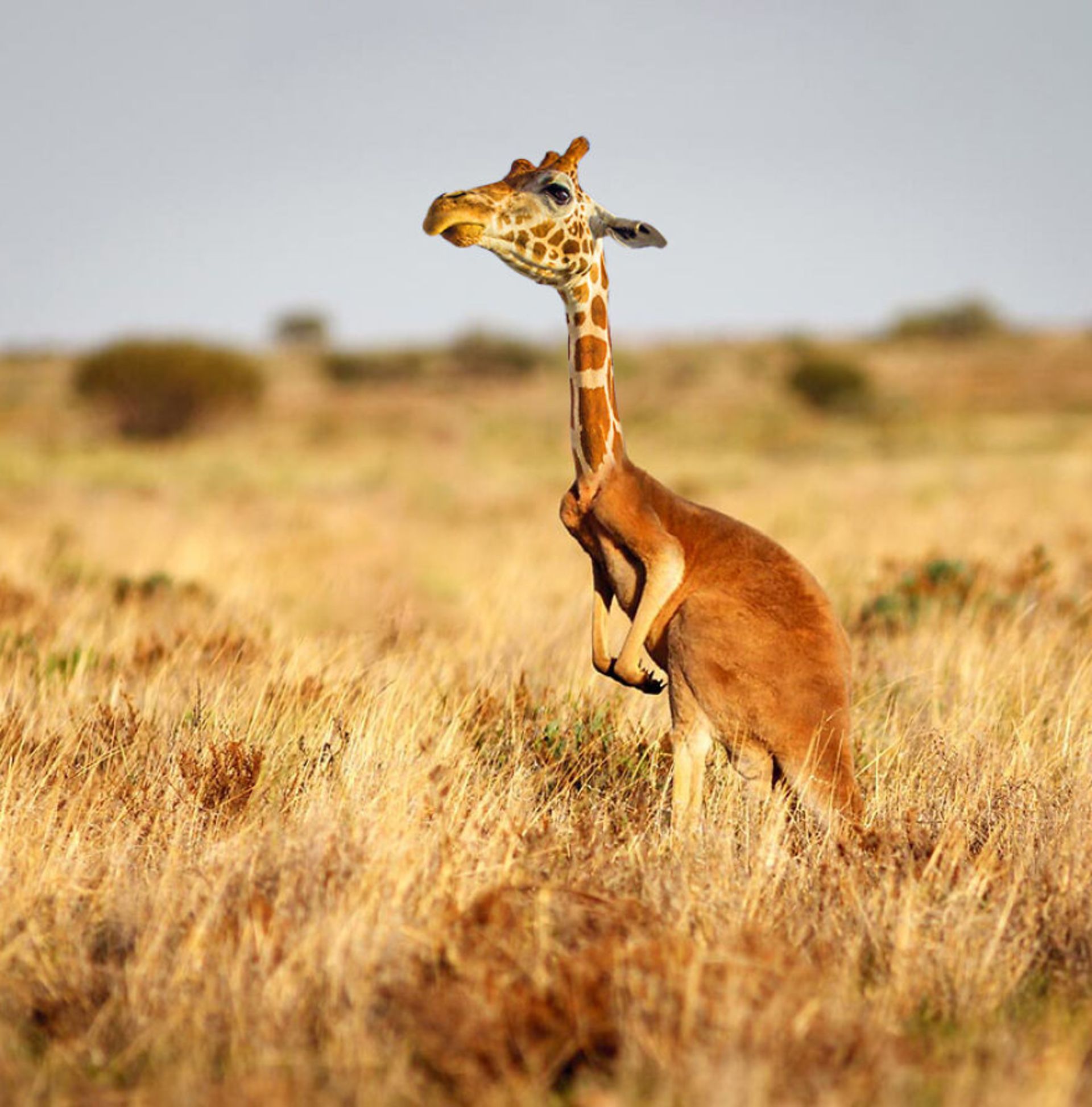 حیوانات هیبریدی