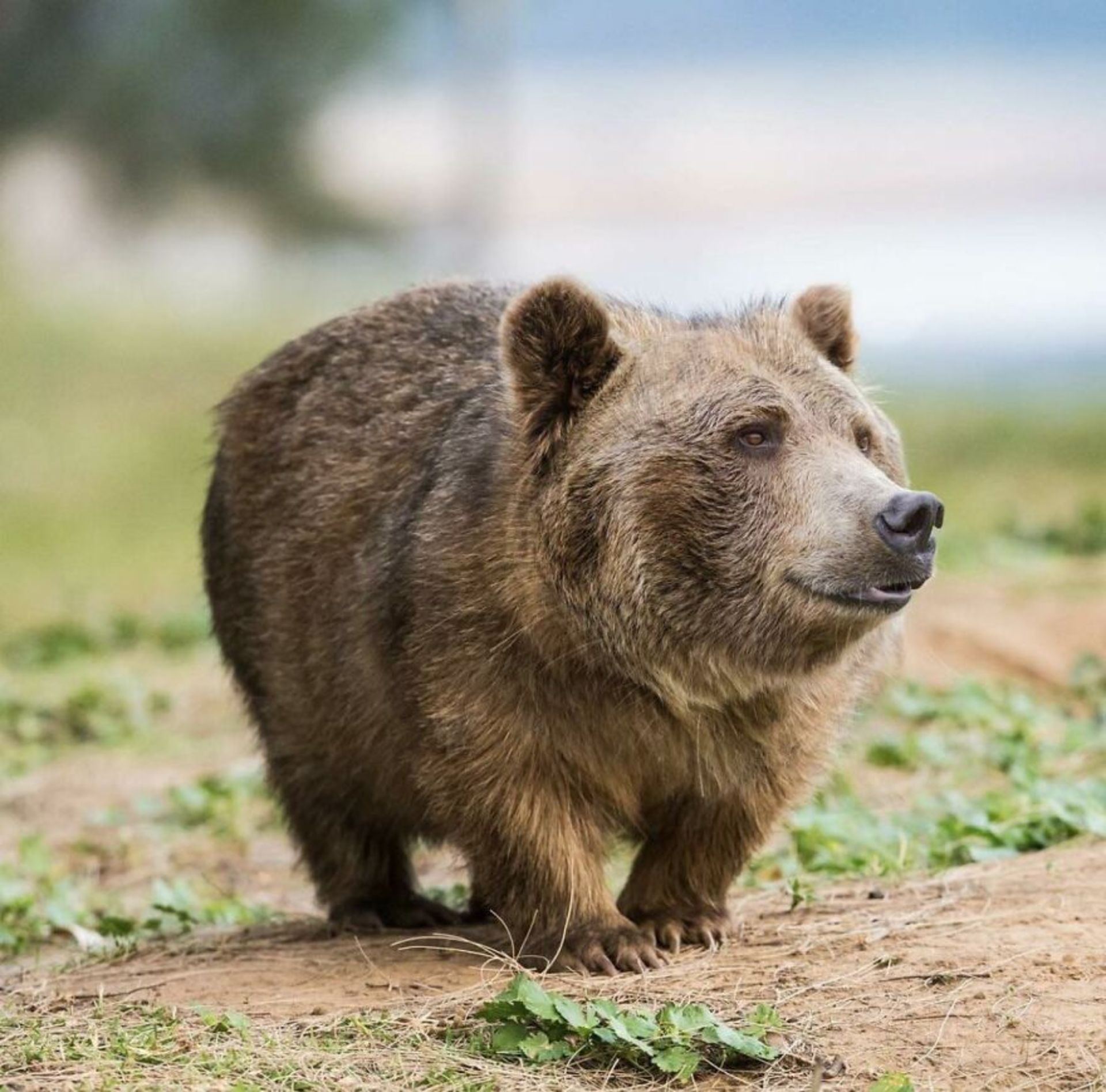 حیوانات هیبریدی