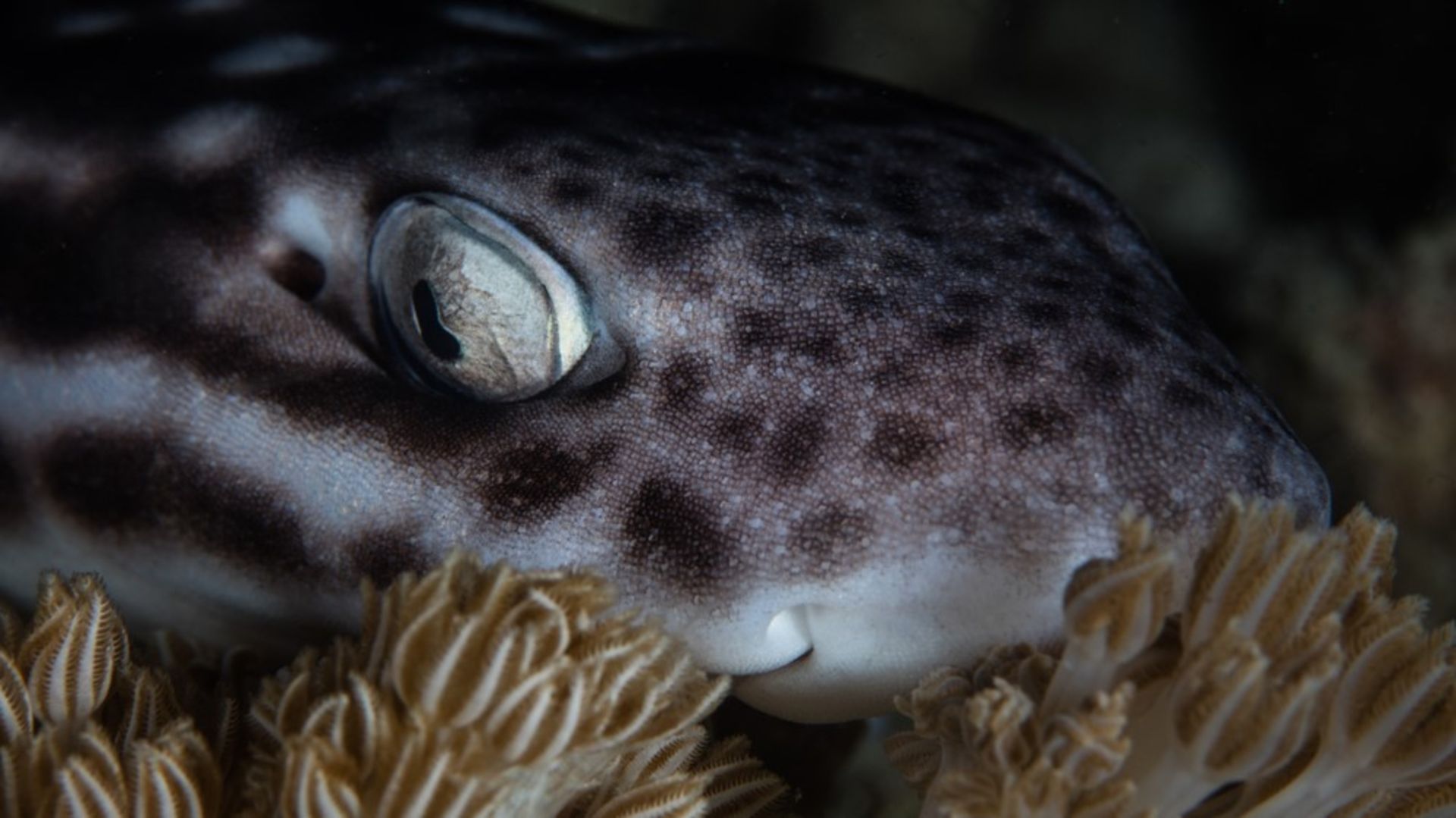 sharks sleep with their eyes open