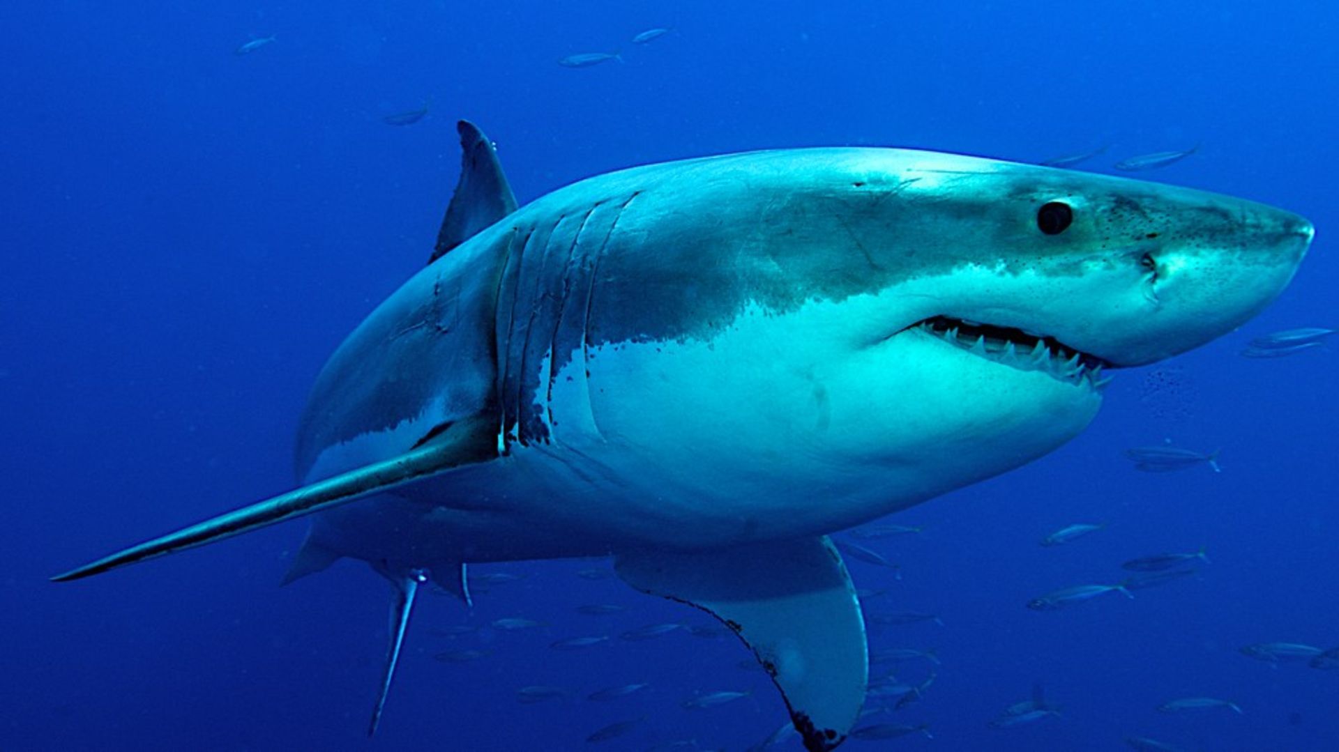 Great White Sharks