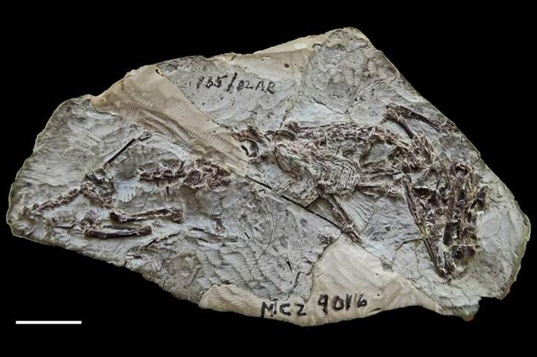 اسکلت فسیل شده خزنده باستانی ناواهواسفنودون سانی / Navajosphenodon sani