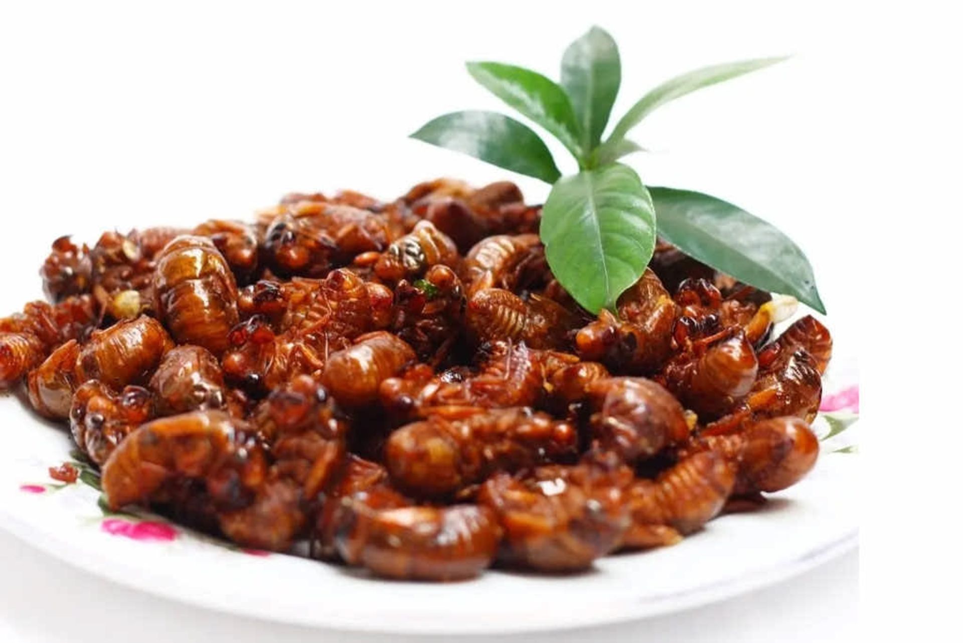 یک بشقاب سیکادای سرخ‌شده 