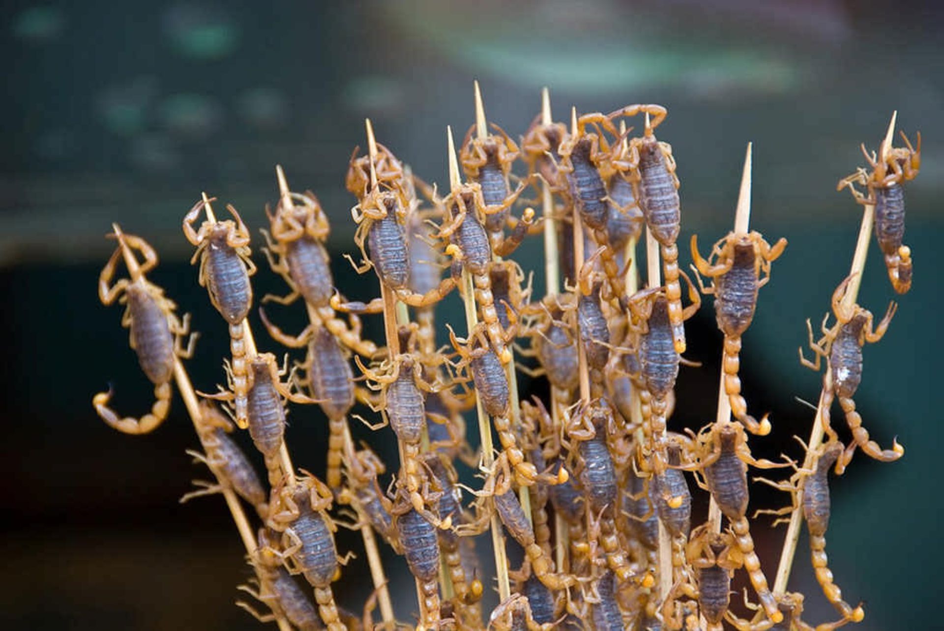 عقرب گریل‌شده آماده سرو در رستورانی در پکن، چین 