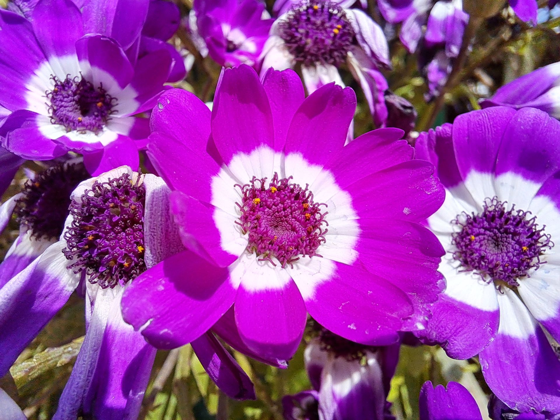 نمونه عکس دوم ماکرو گلکسی A53