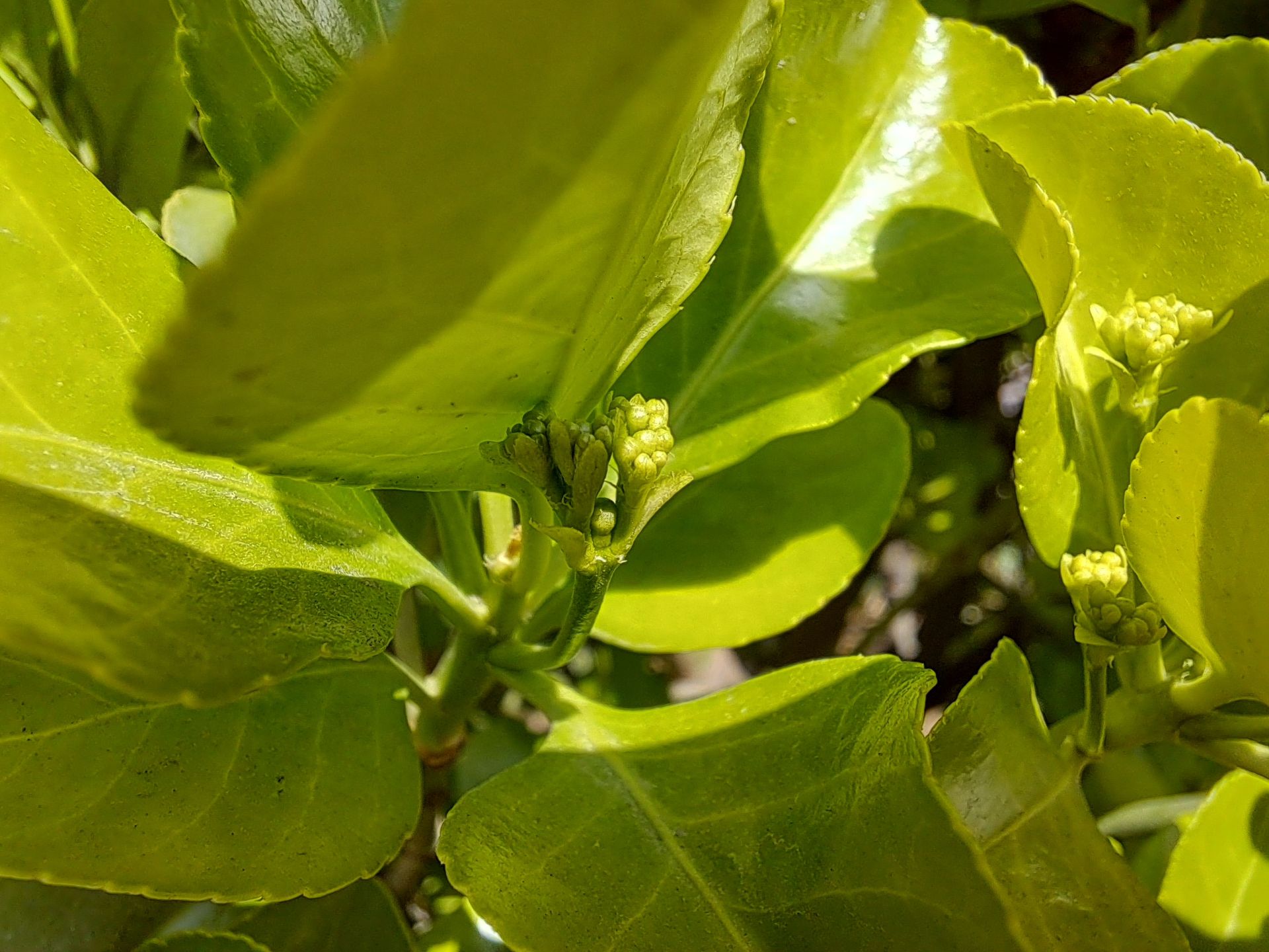 نمونه عکس سوم ماکرو گلکسی A53