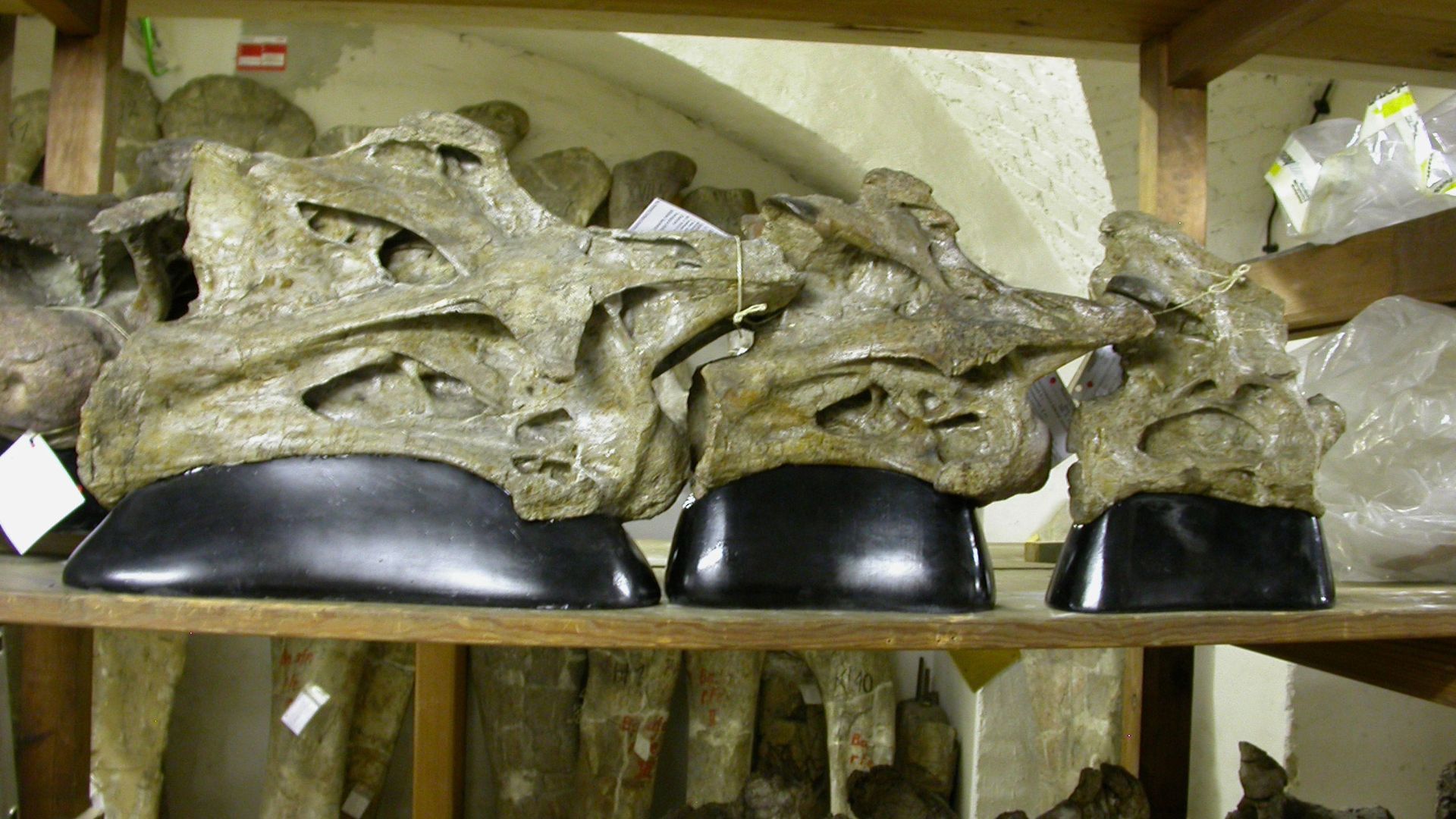 مهره گردن دایناسور جیرافاتایتان