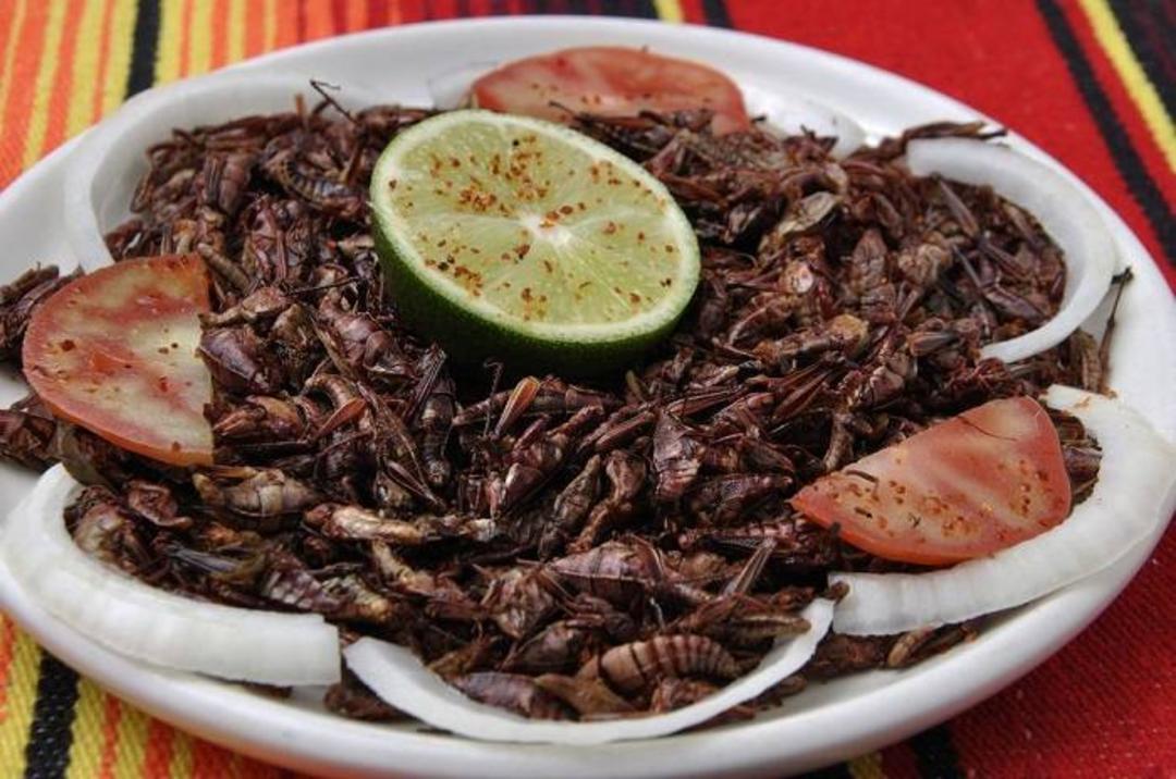 حشرات به عنوان غذا / insect