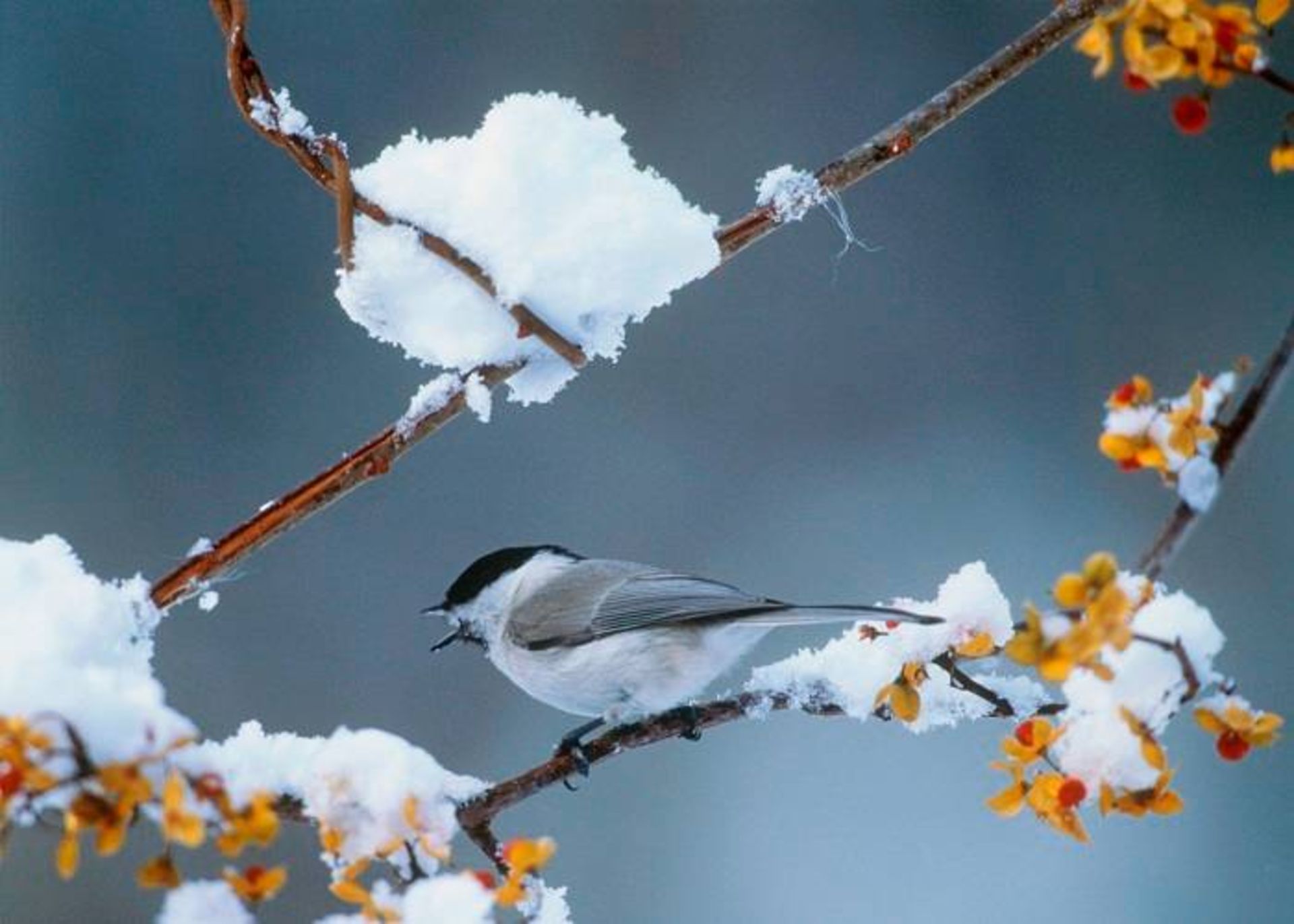  چرخ‌ ریسک‌ ژاپنی / Japanese tit